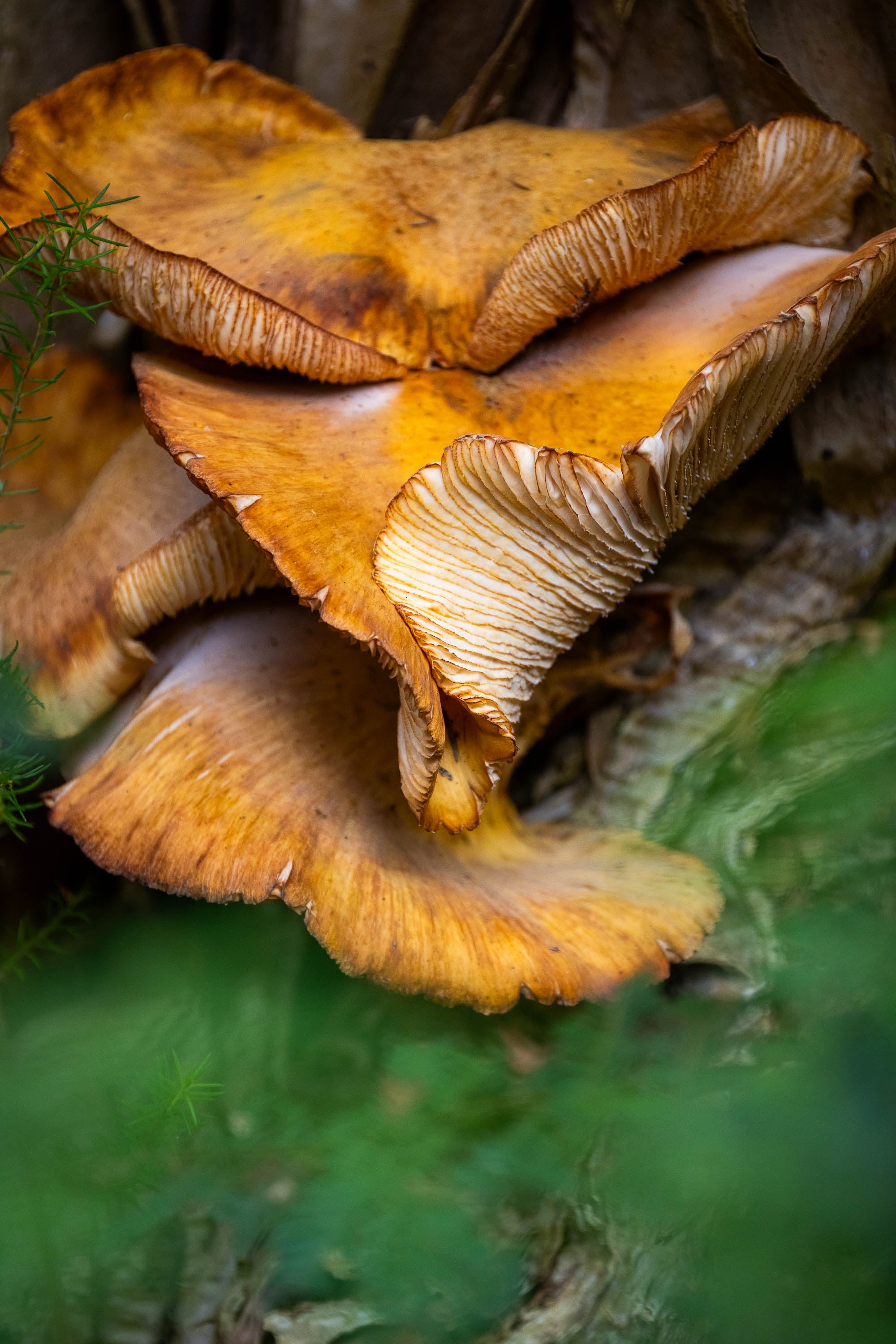 Fungi, Flinders Island, Tasmania