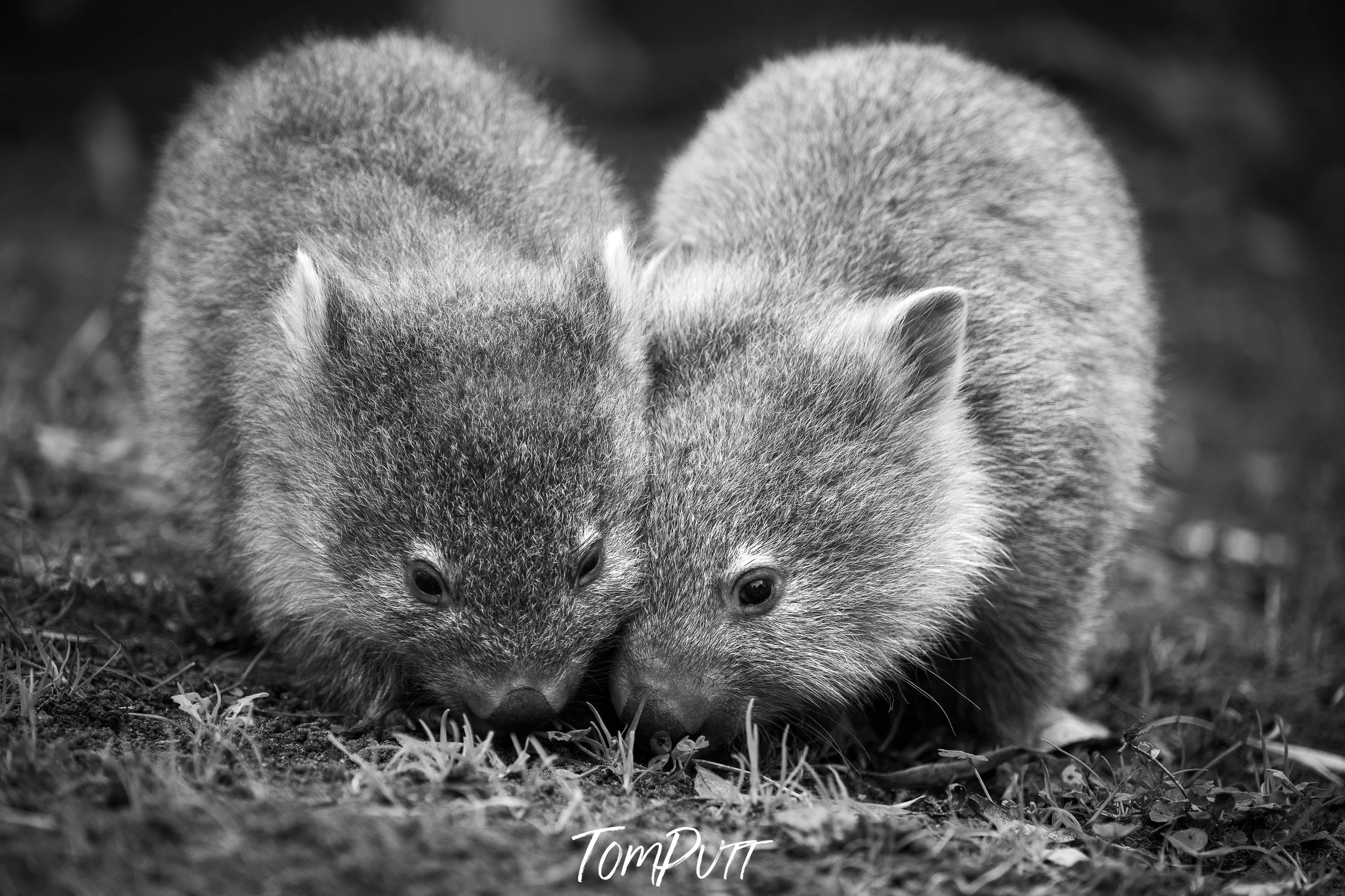 Brotherly Love, Flinders Island, Tasmania