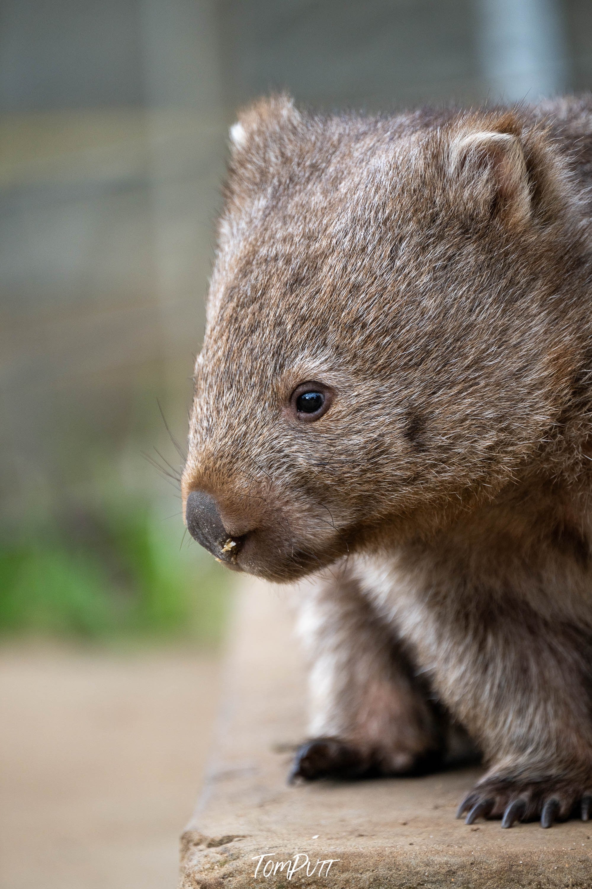 Wombat, Flinders Island, Tasmania