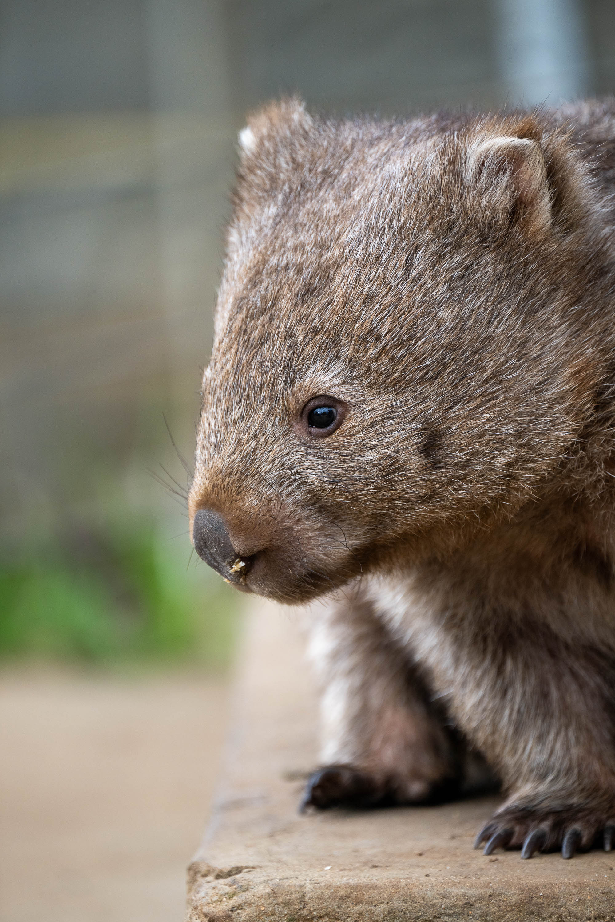 Wombat, Flinders Island, Tasmania