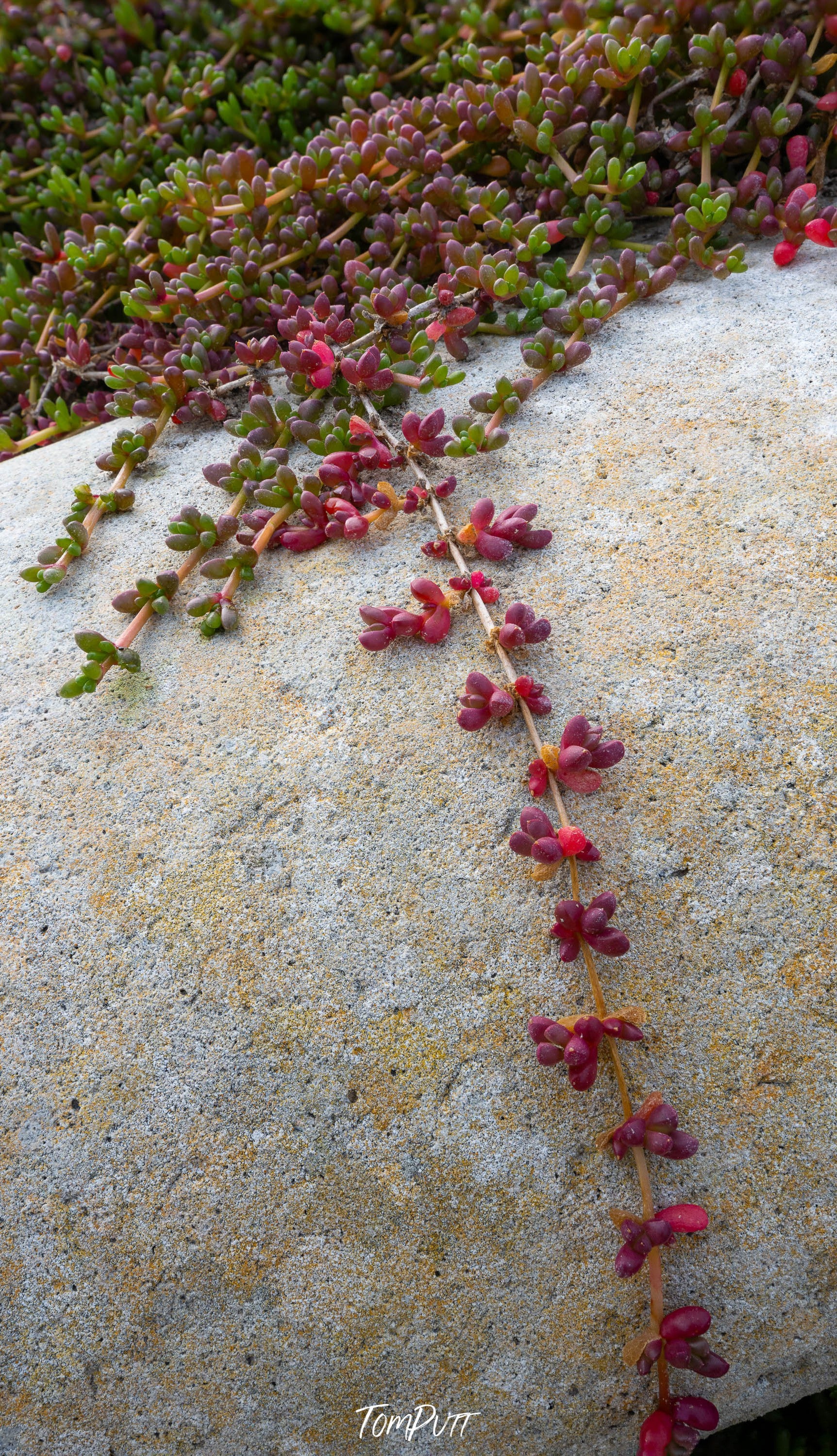 Pig Lace, Flinders Island, Tasmania