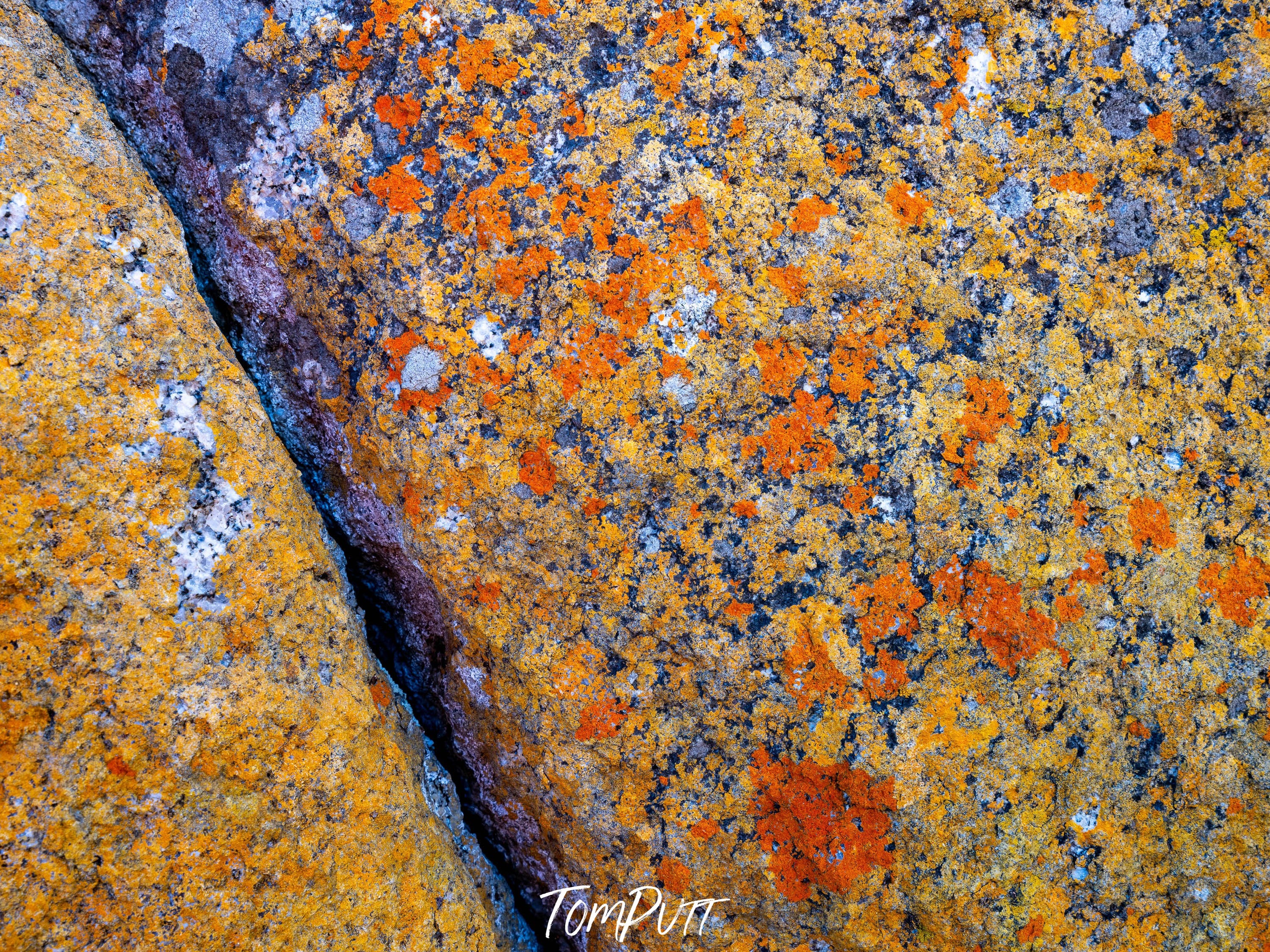 Close Up, Flinders Island, Tasmania