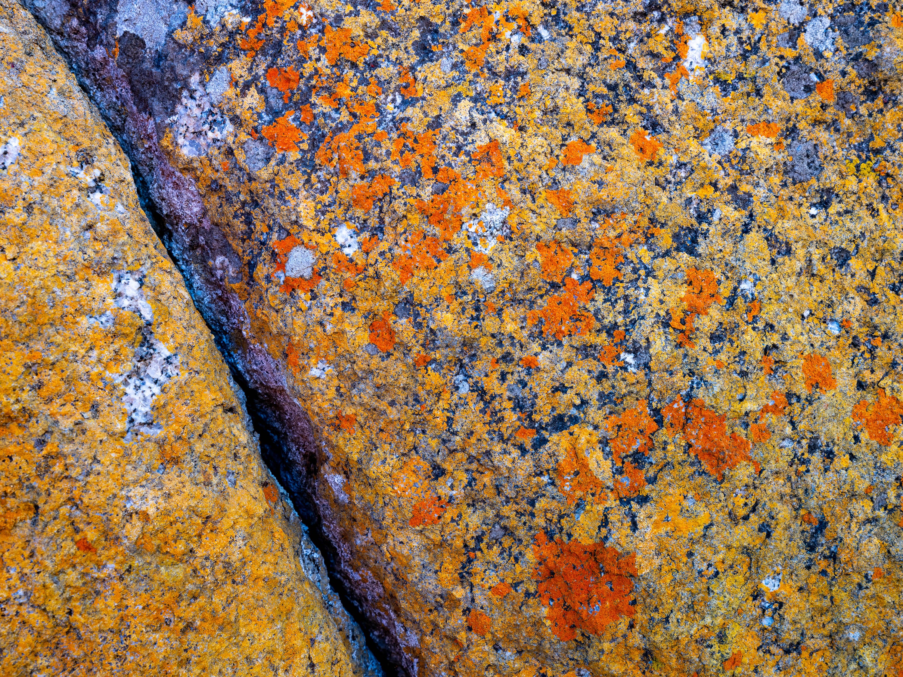 Close Up, Flinders Island, Tasmania