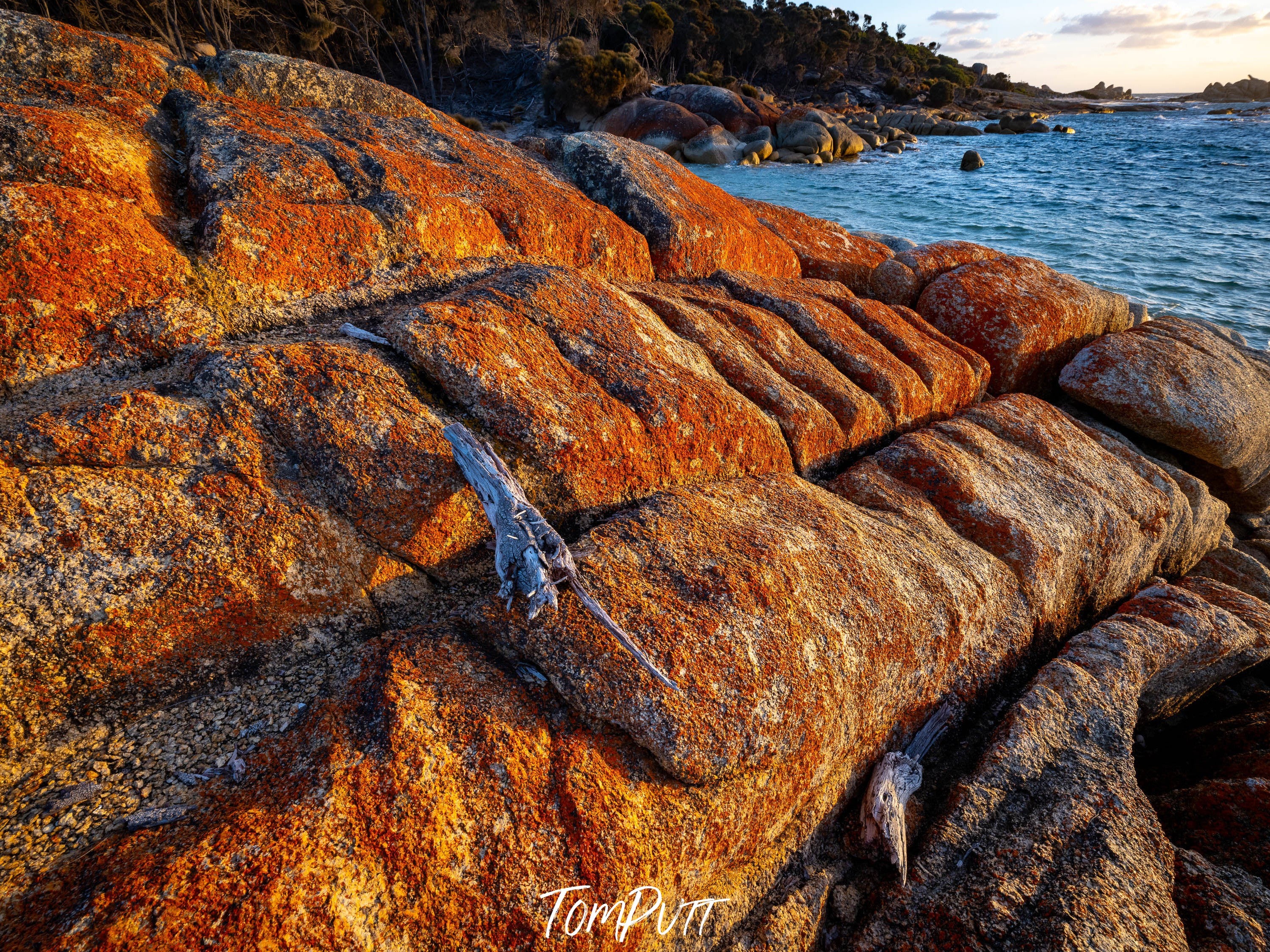 Driftwood, Flinders Island, Tasmania