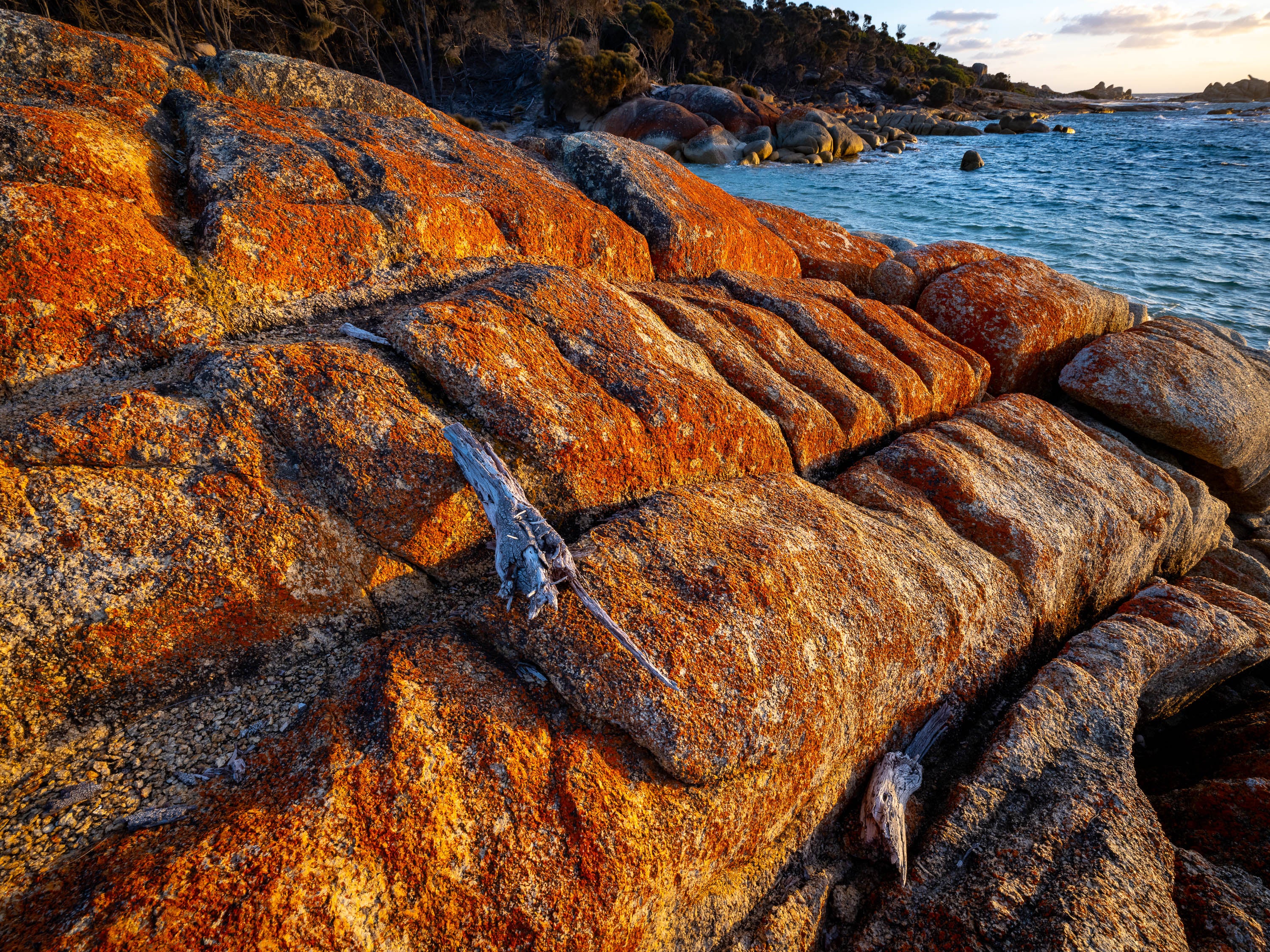 Driftwood, Flinders Island, Tasmania