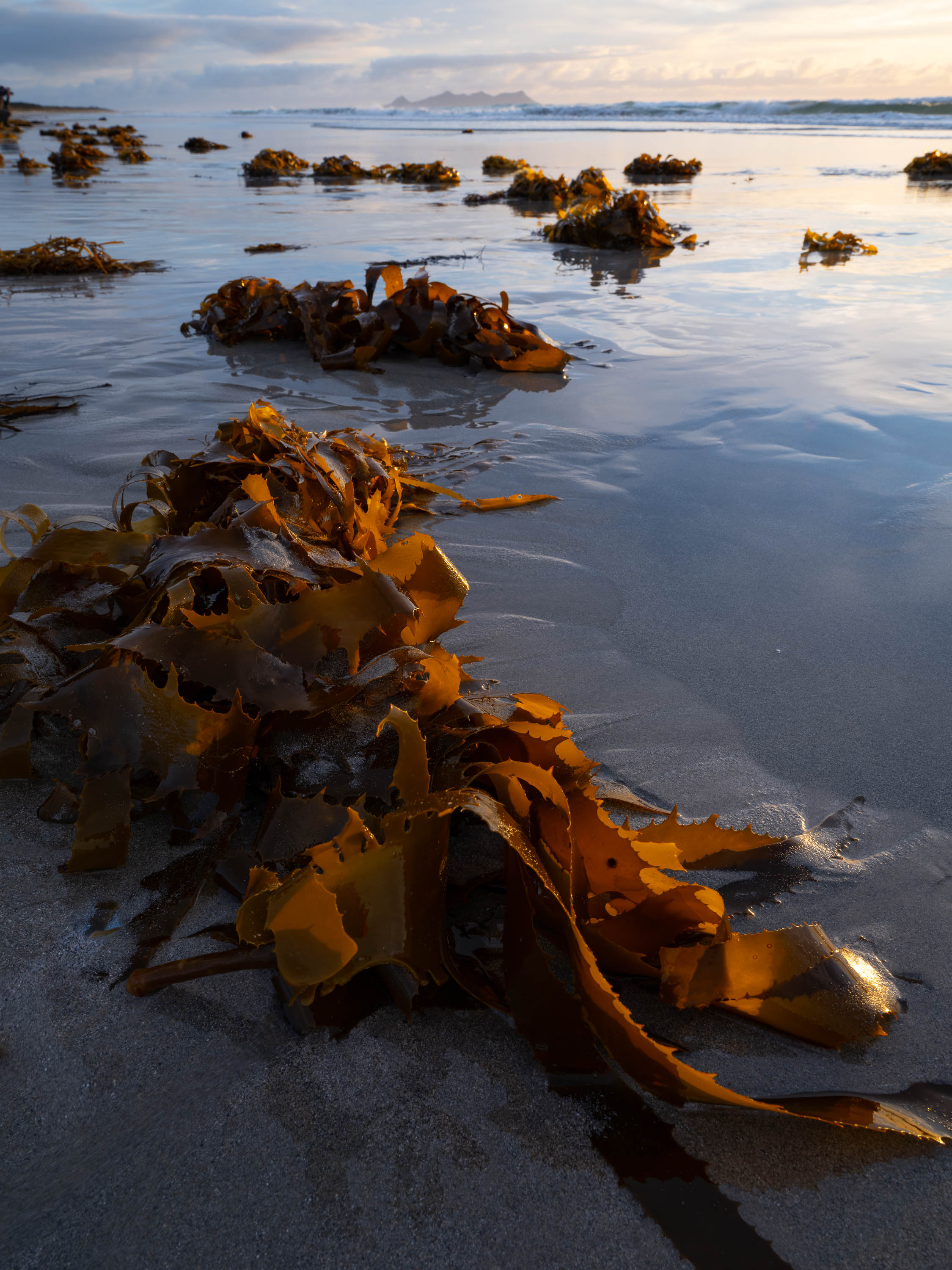 Seaweed, Flinders Island, Tasmania