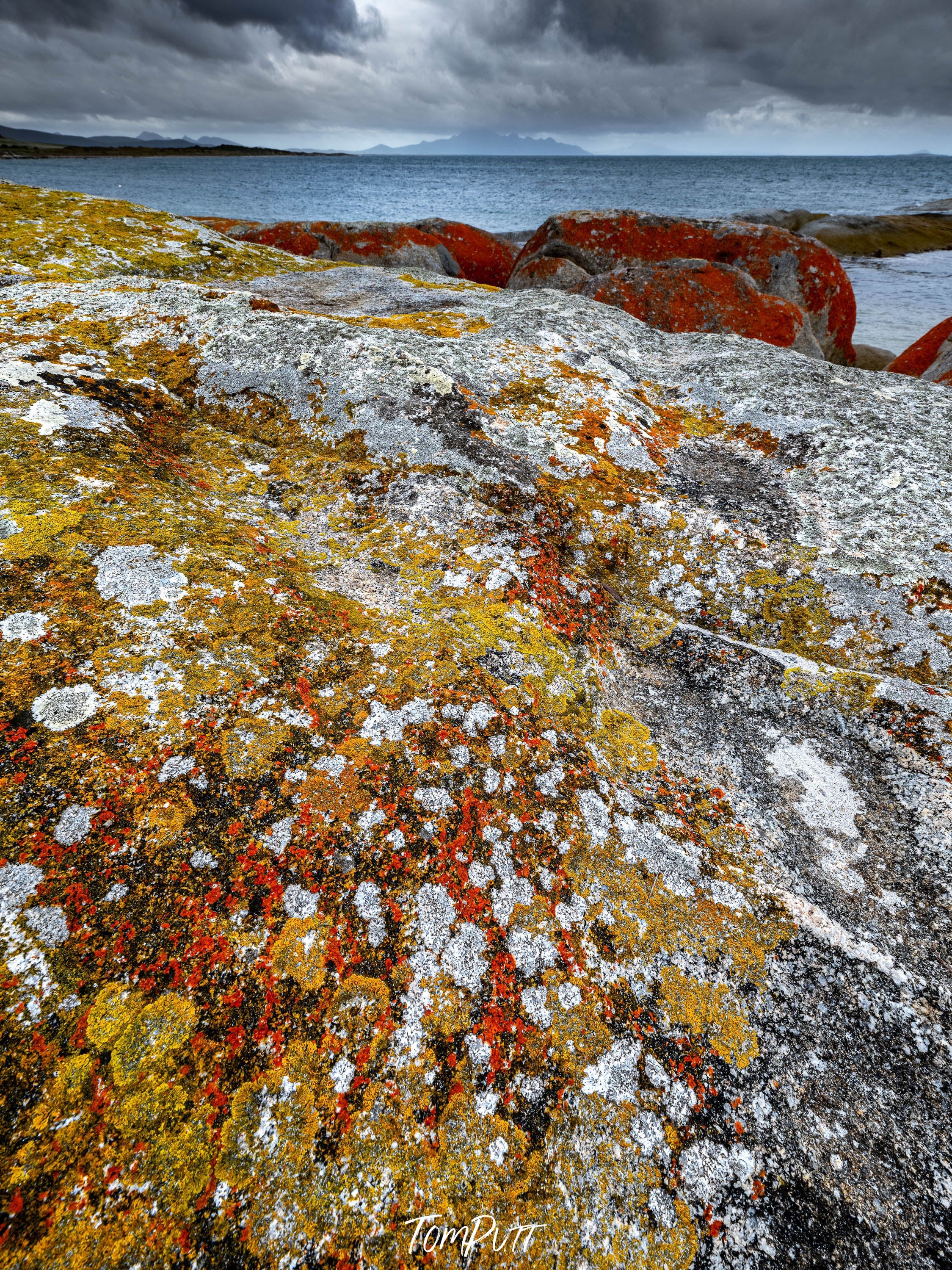 Spotted, Flinders Island, Tasmania