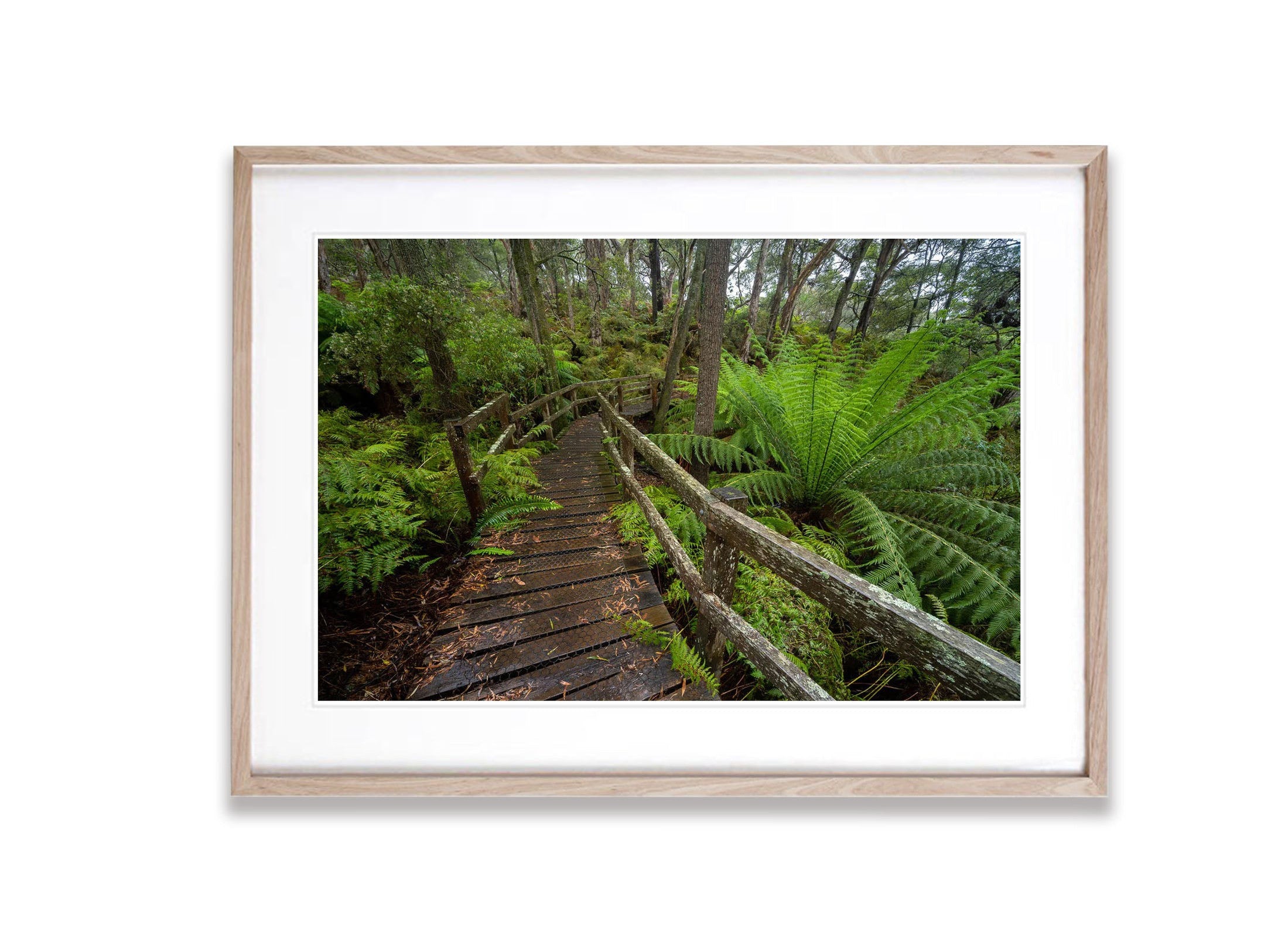 Forest Bridge, Green's Bush, Mornington Peninsula