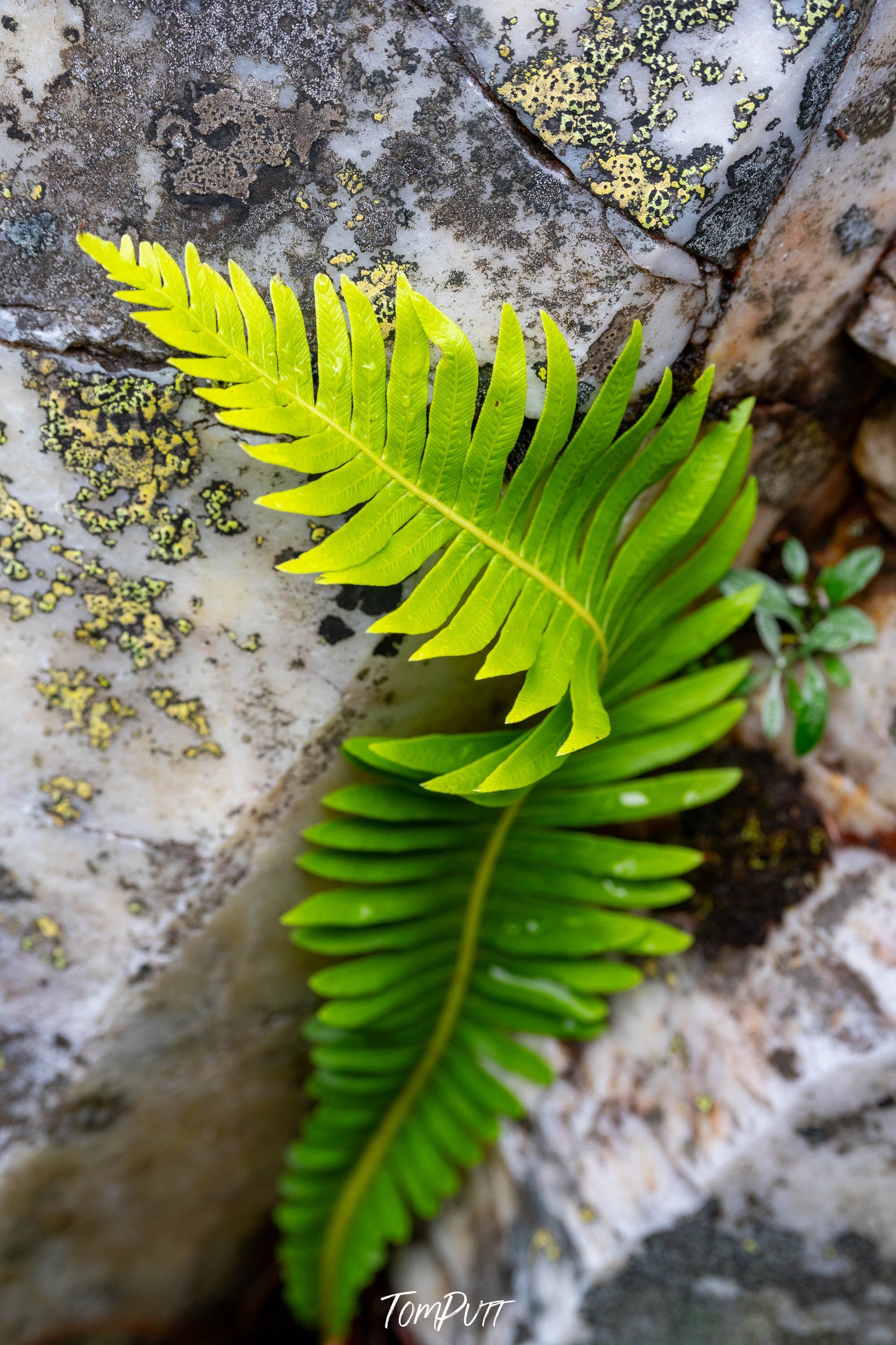 Delicate Fern, Franklin River, Tasmania