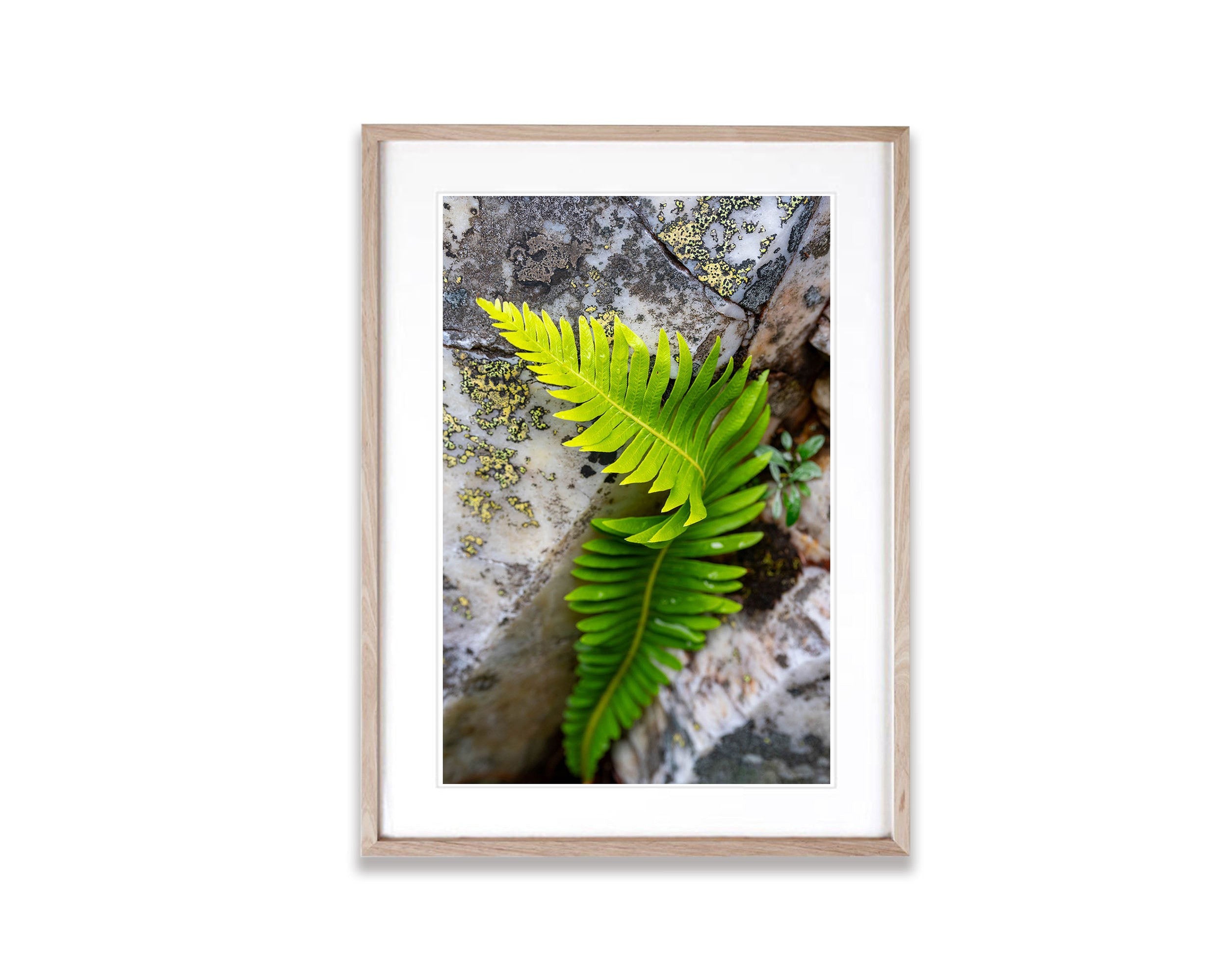 Delicate Fern, Franklin River, Tasmania