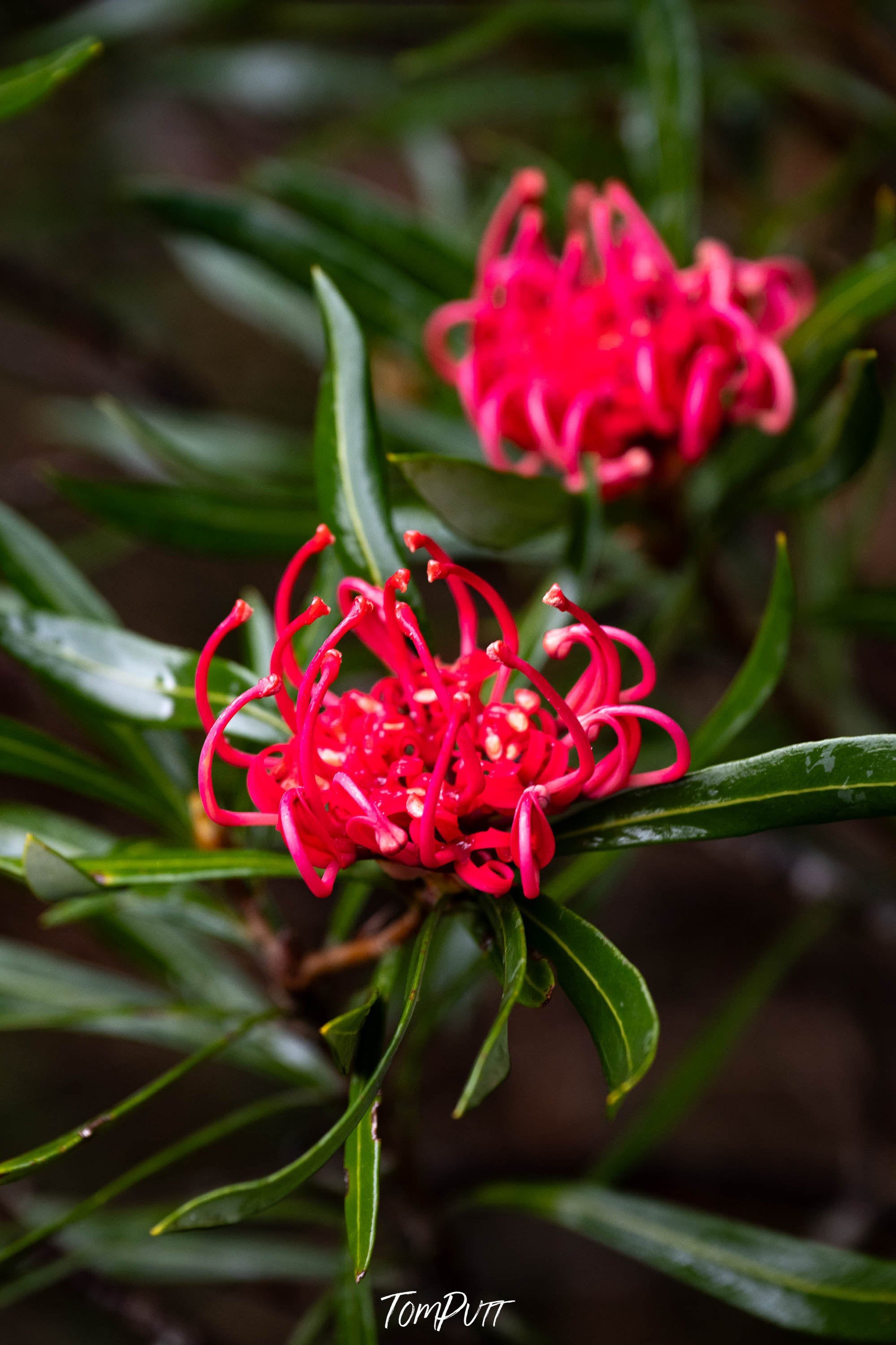 Waratah, Franklin River, Tasmania