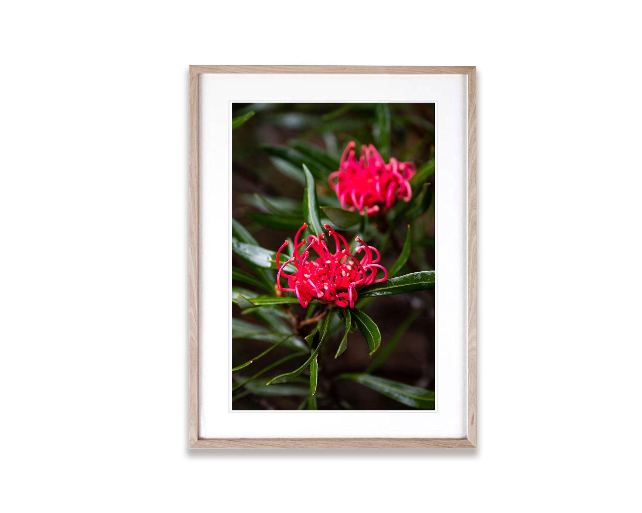 Waratah, Franklin River, Tasmania