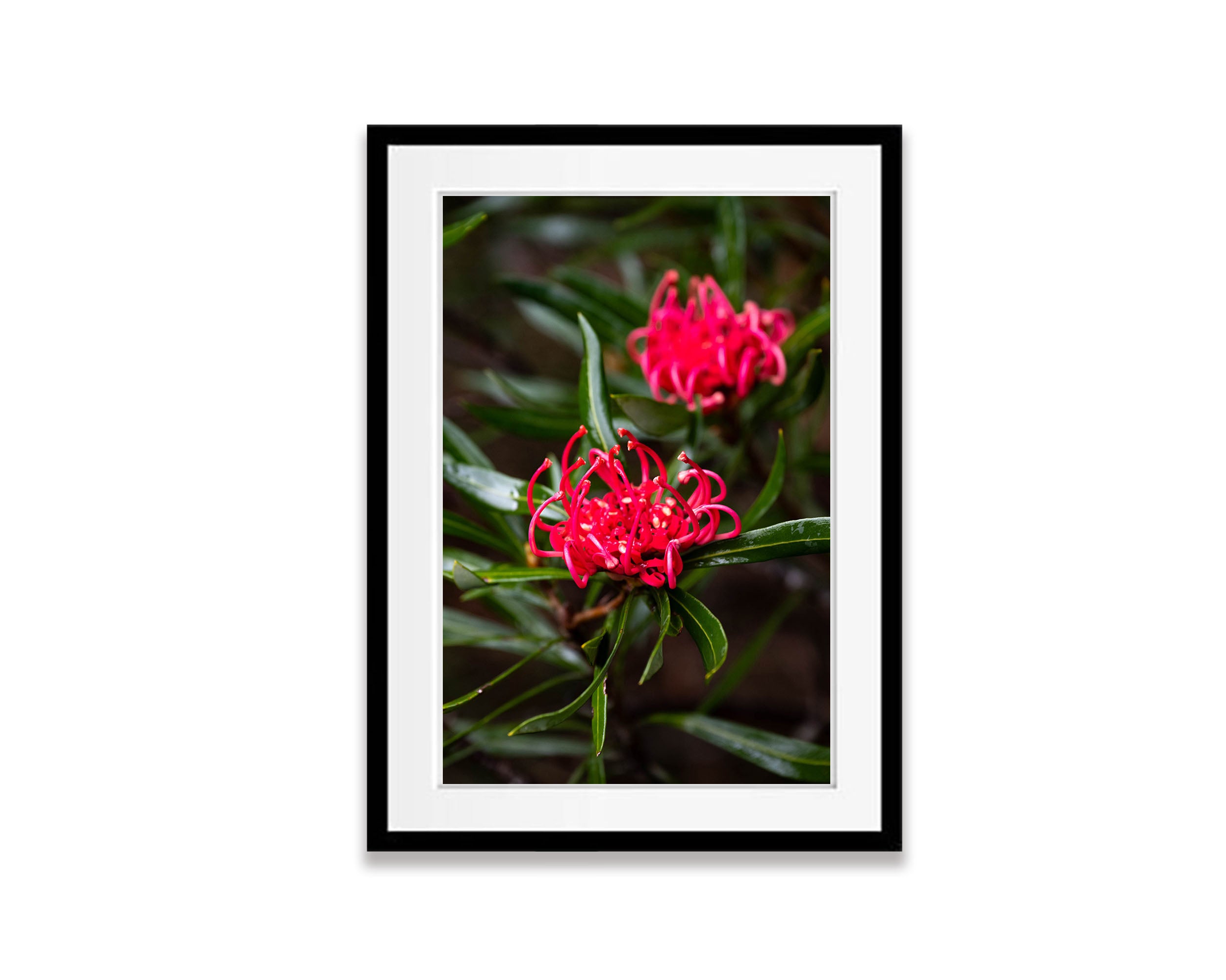 Waratah, Franklin River, Tasmania