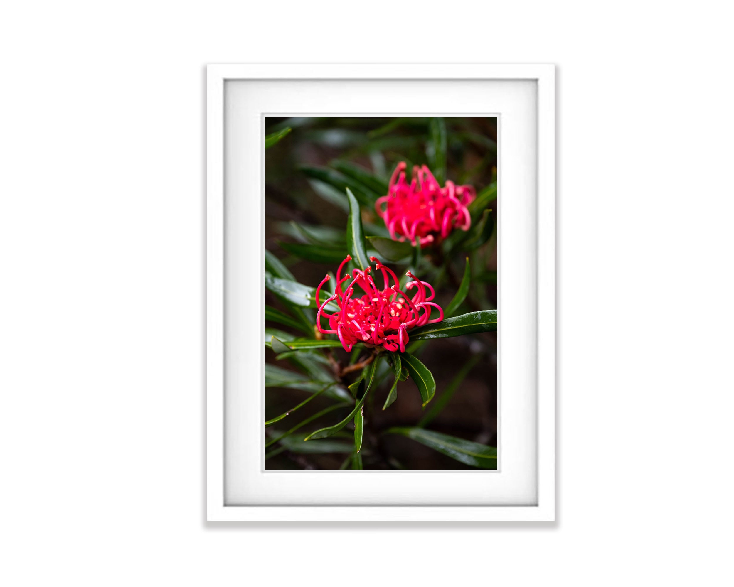 Waratah, Franklin River, Tasmania