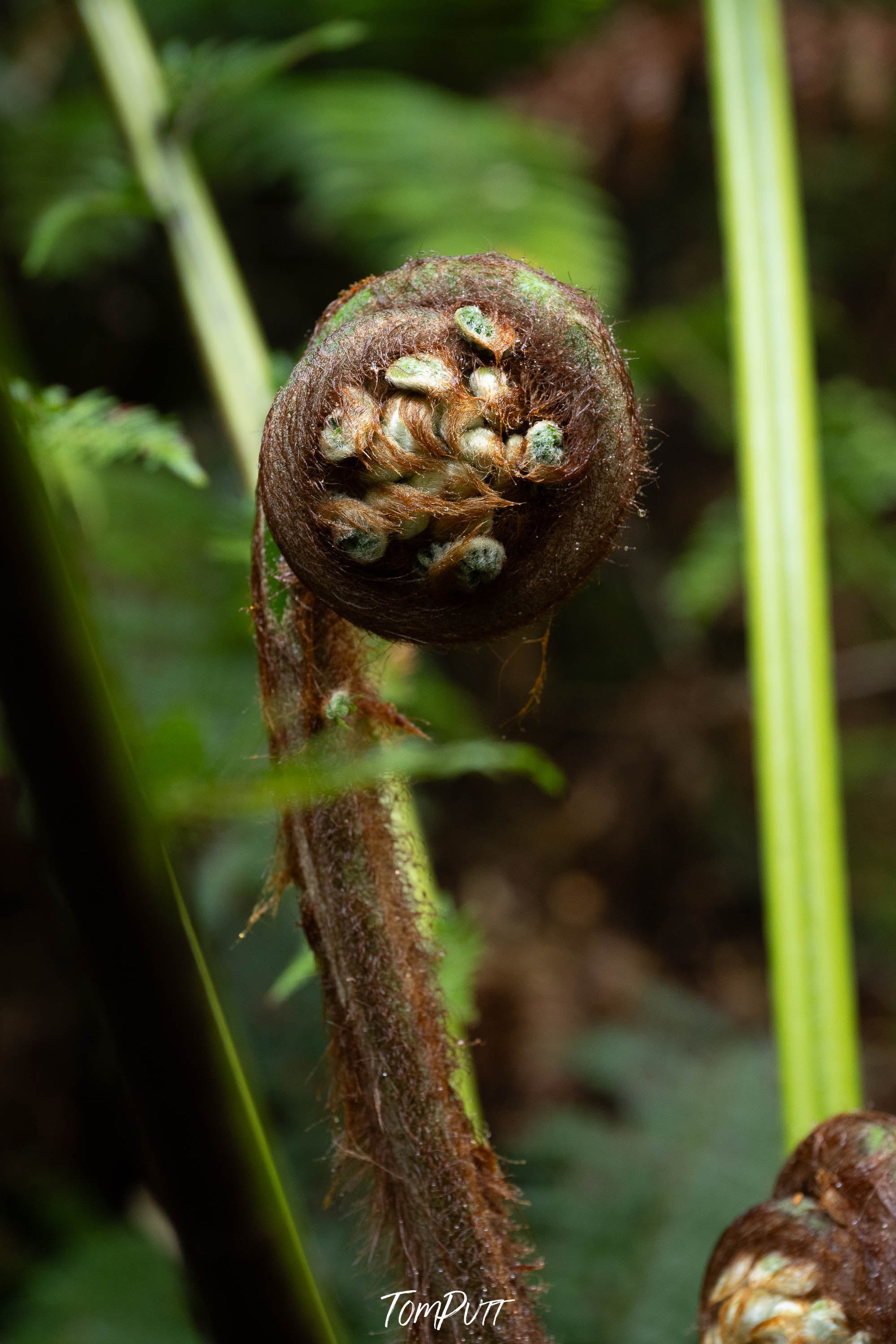 Fern Frond, Franklin River, Tasmania