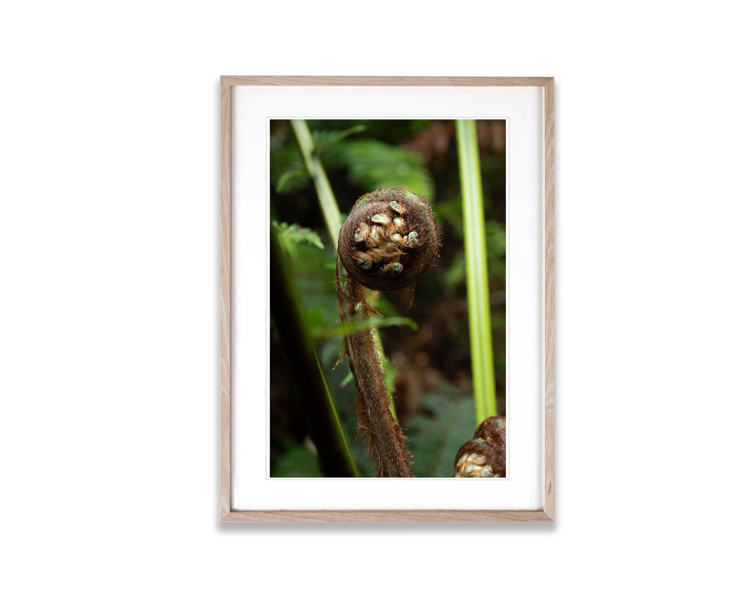 Fern Frond, Franklin River, Tasmania