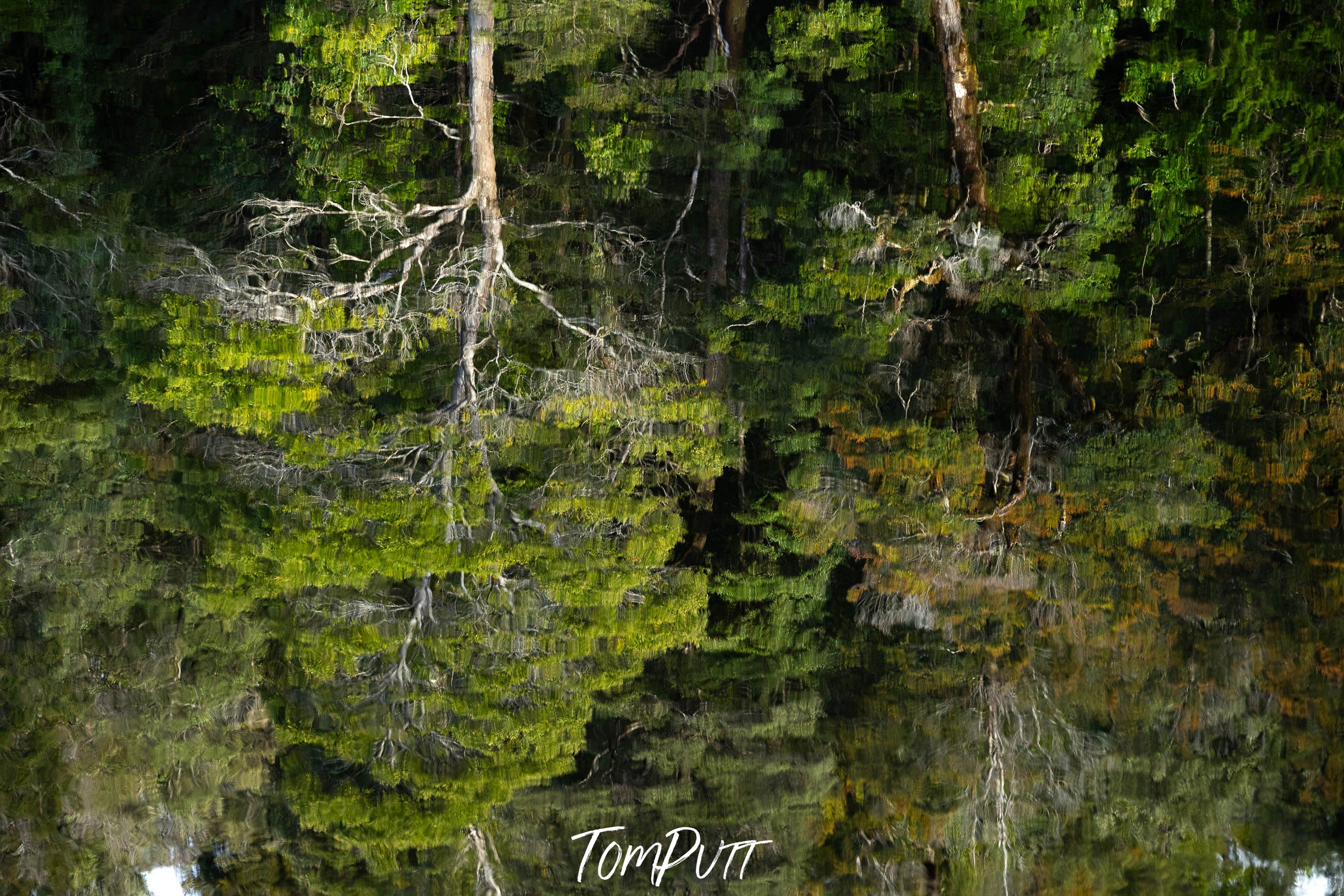 Reflections, Lower Franklin River, Tasmania