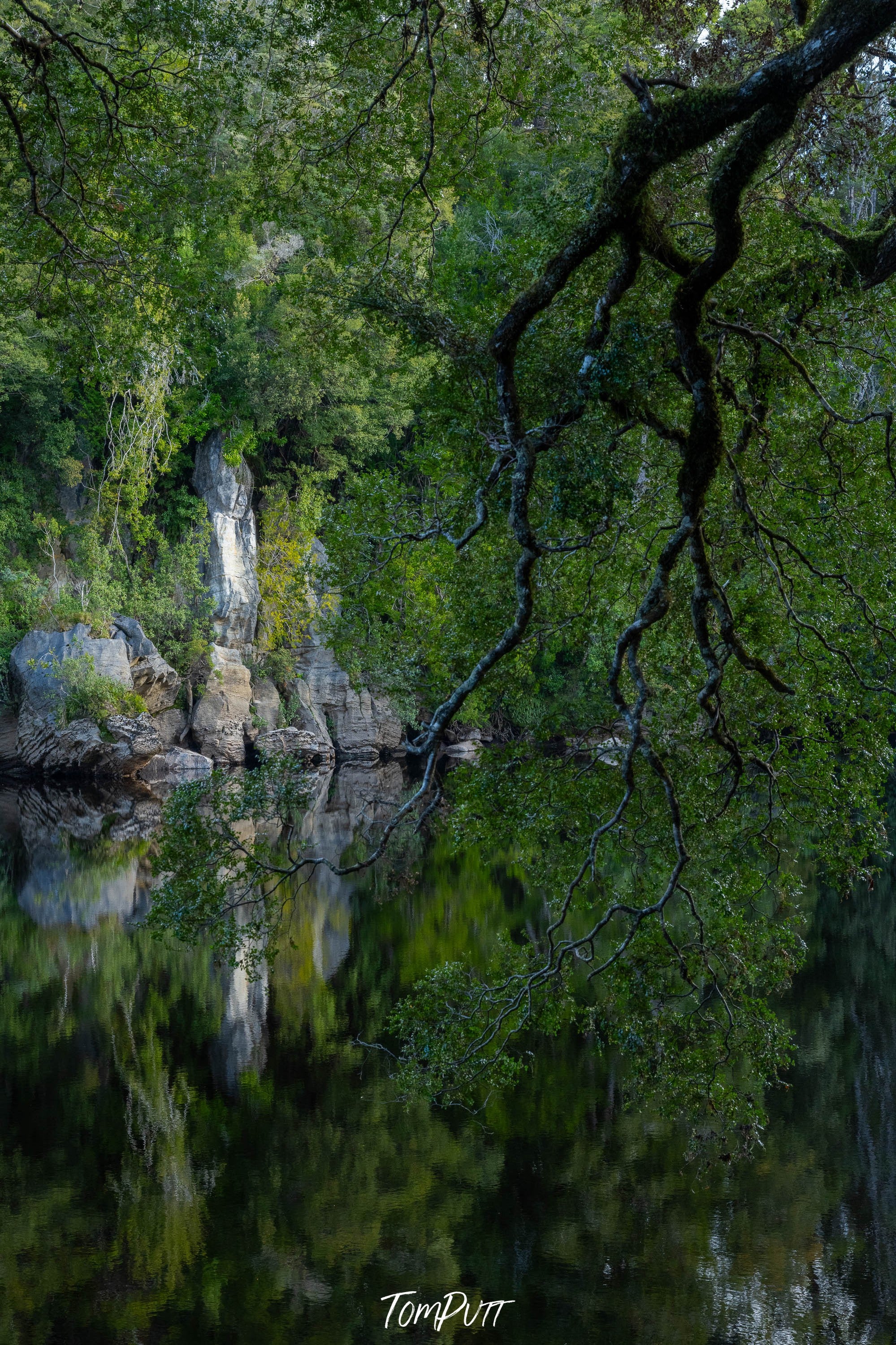 Hanging Tree, Lower Franklin River, Tasmania