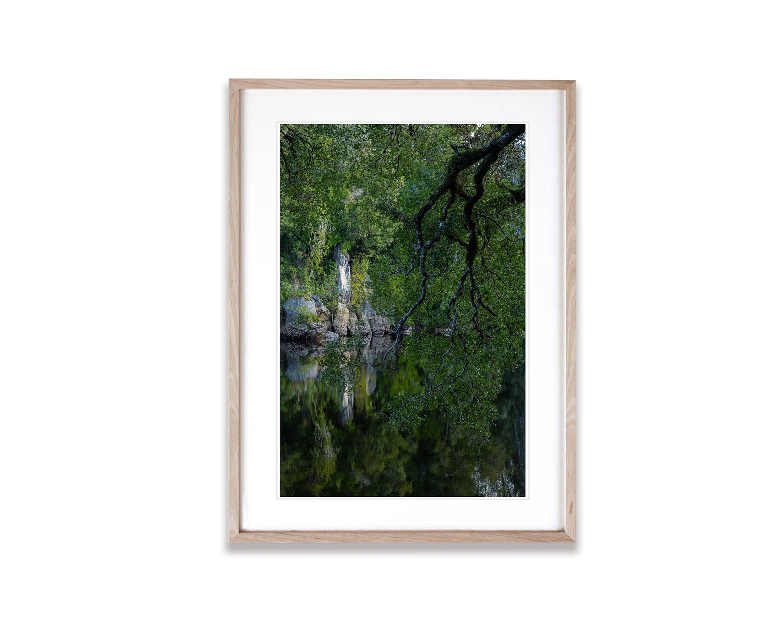 Hanging Tree, Lower Franklin River, Tasmania