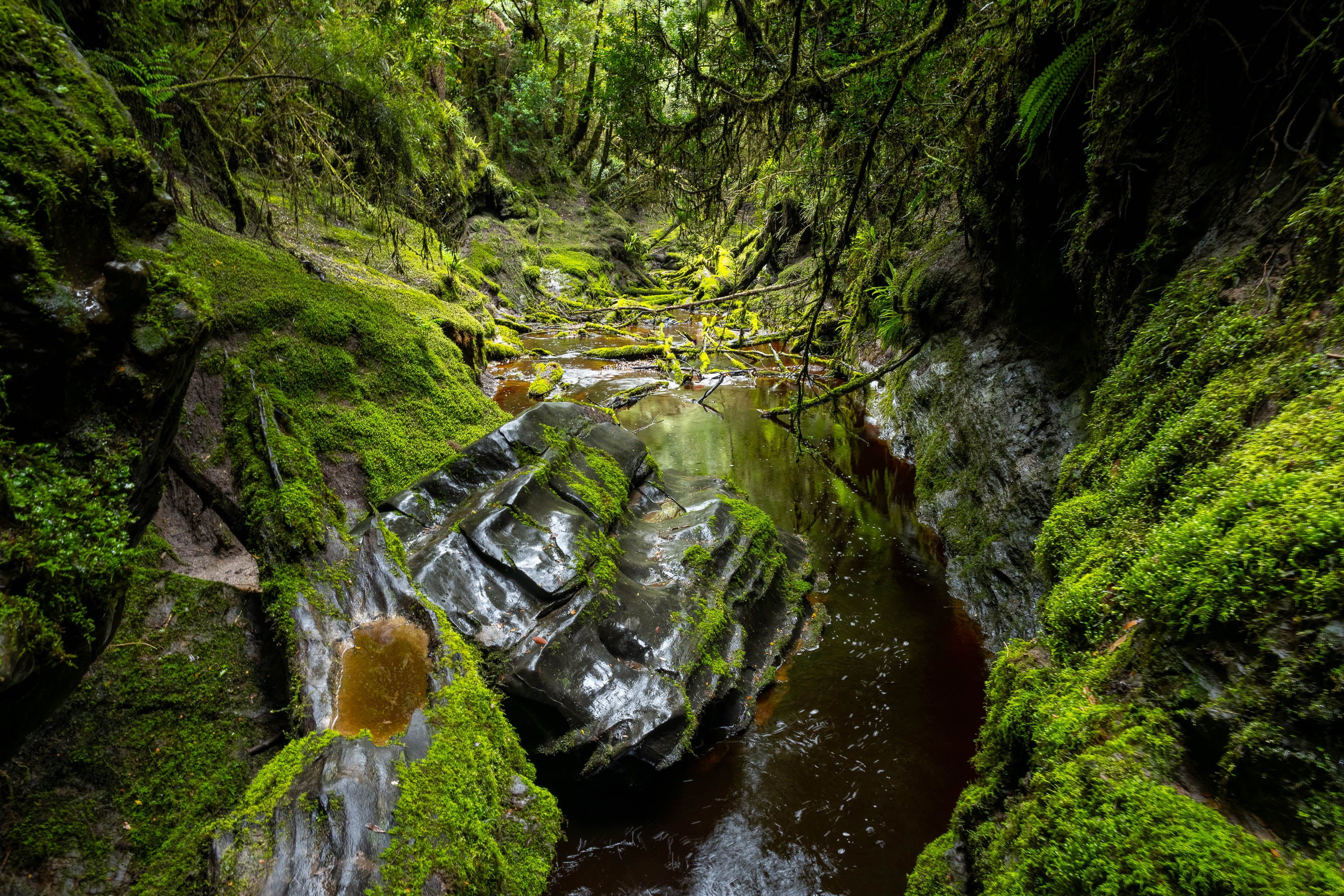 The Lost World, Franklin River #8, Tasmania