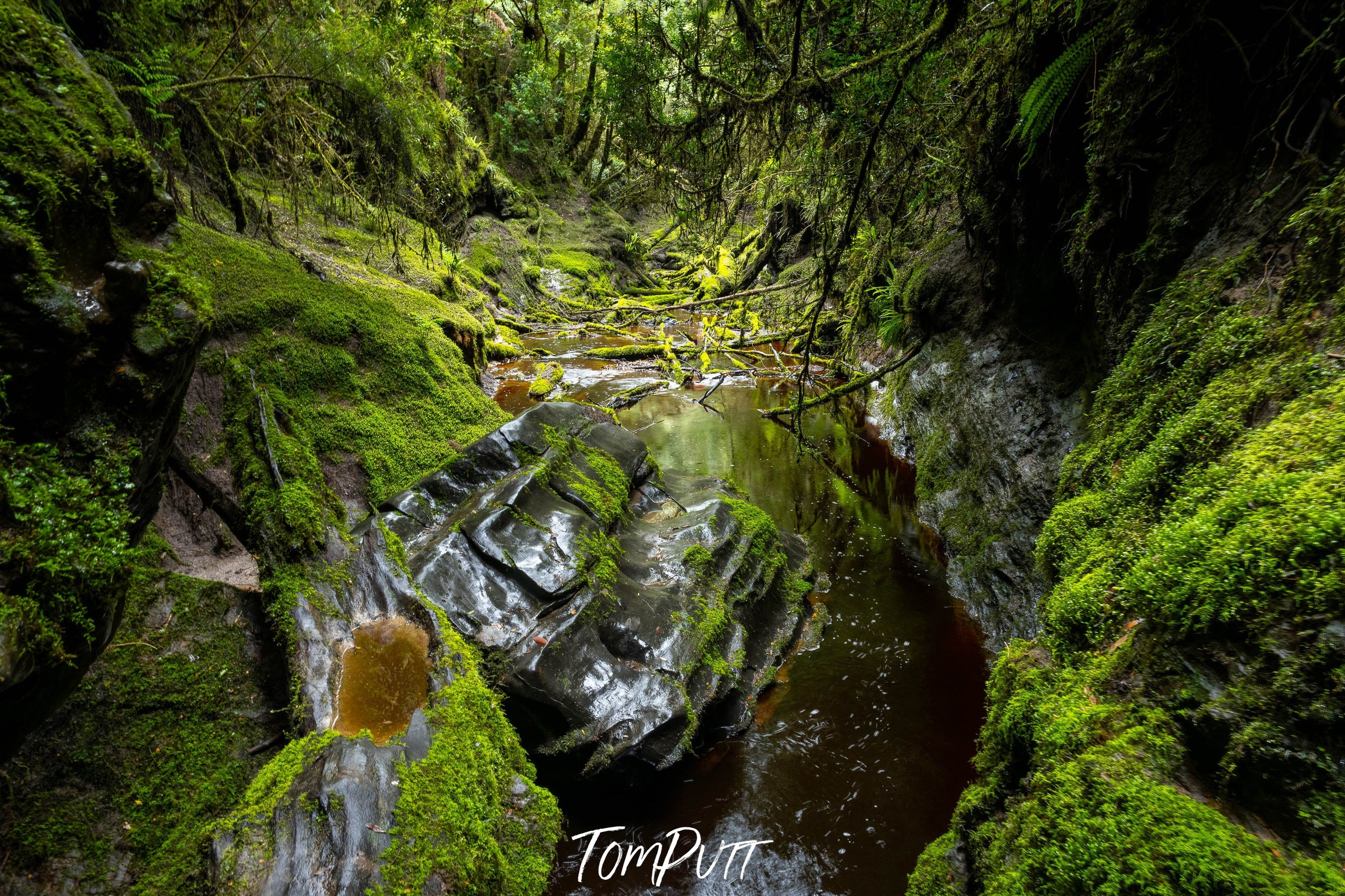 The Lost World, Franklin River No.8, Tasmania