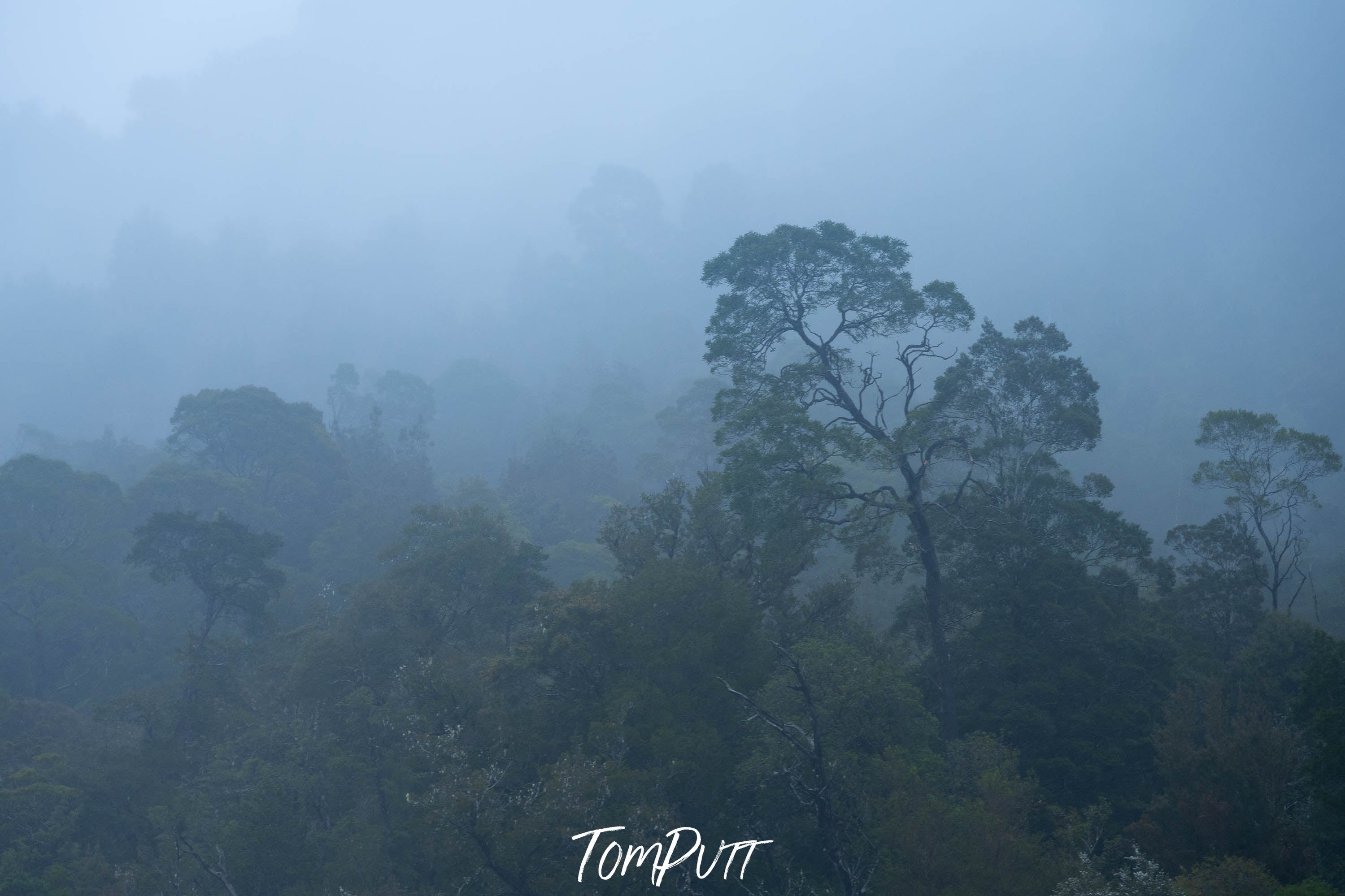 Ancient Forest, Gordon River, Tasmania