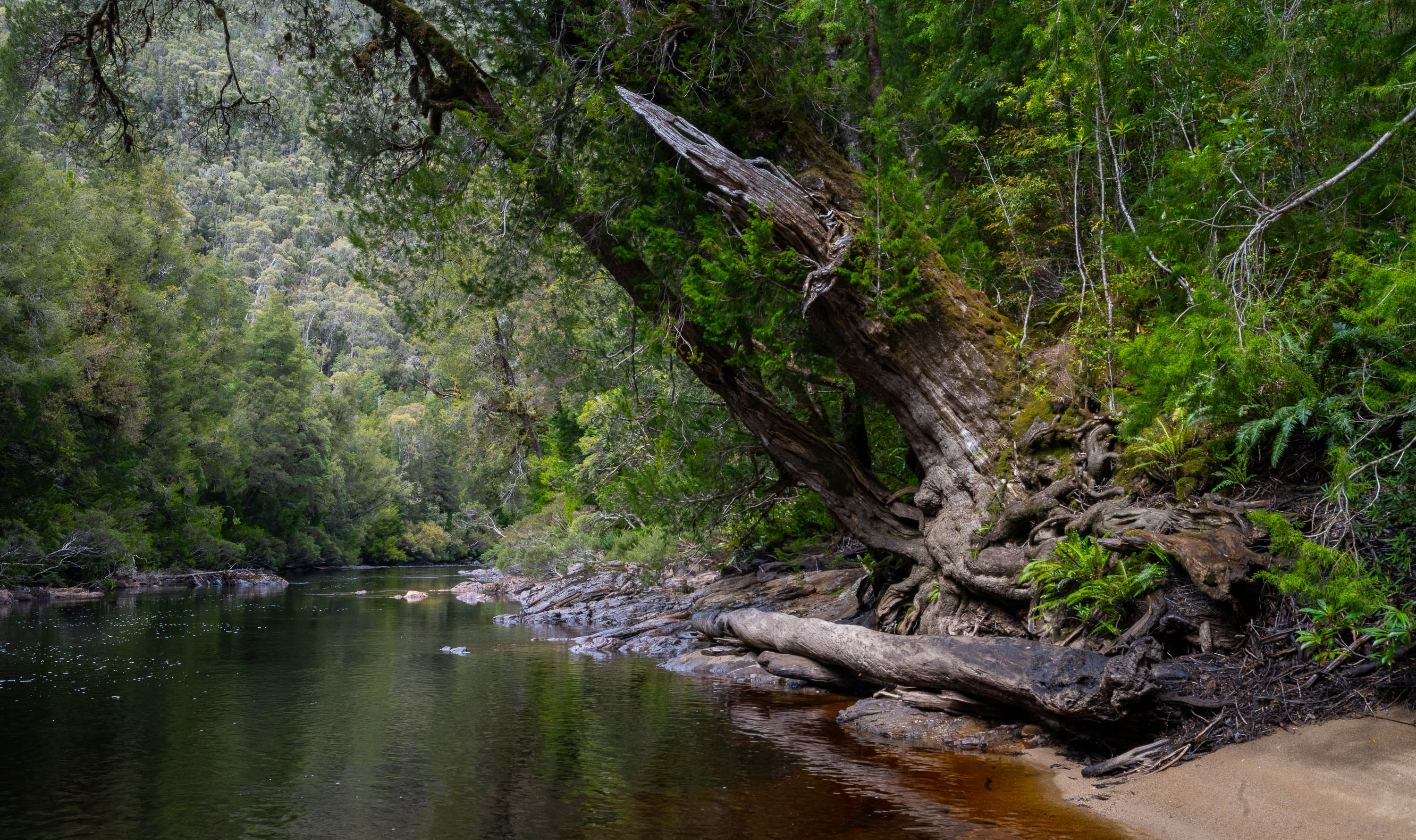 Huon Pine, Franklin River, Tasmania
