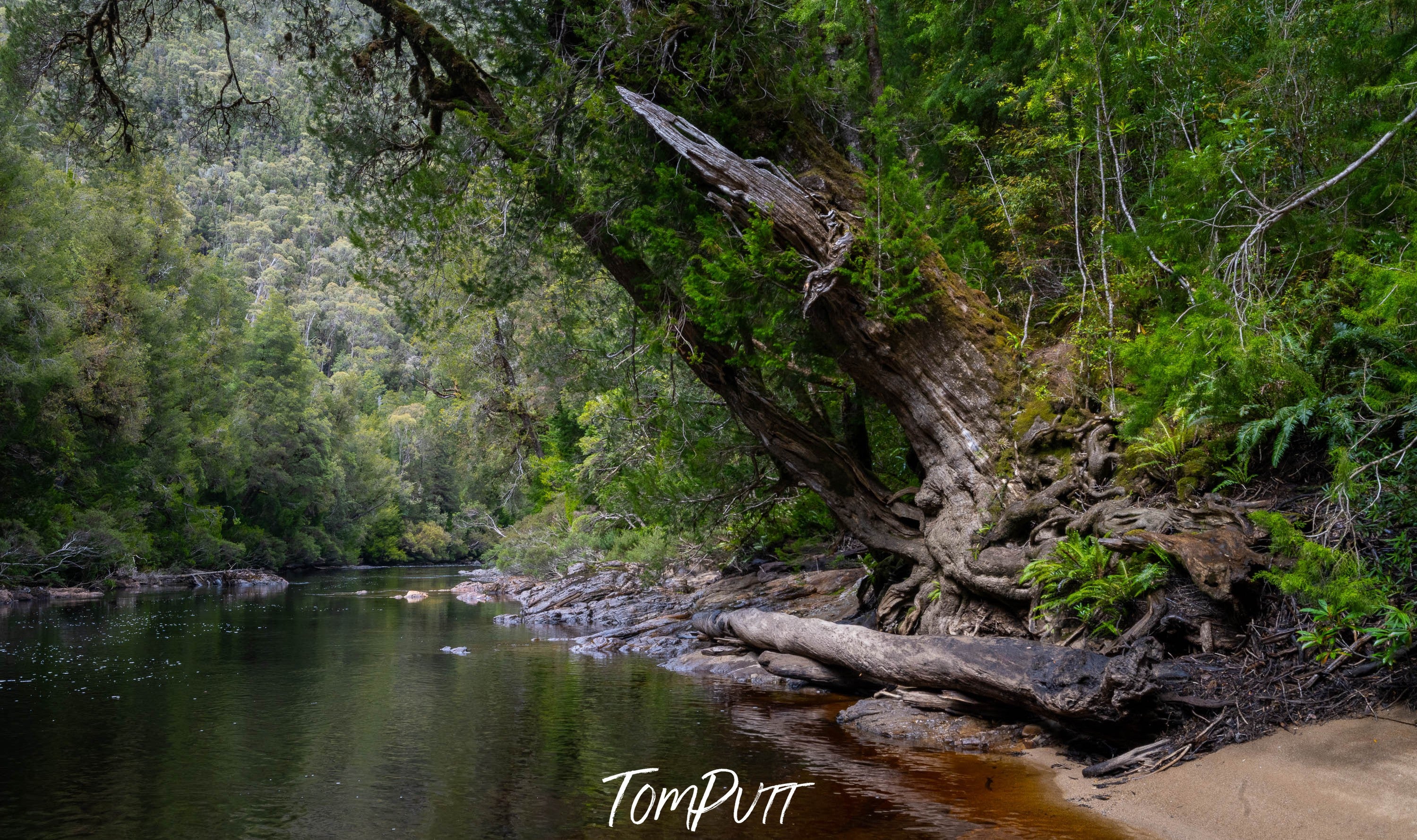 Huon Pine, Franklin River, Tasmania