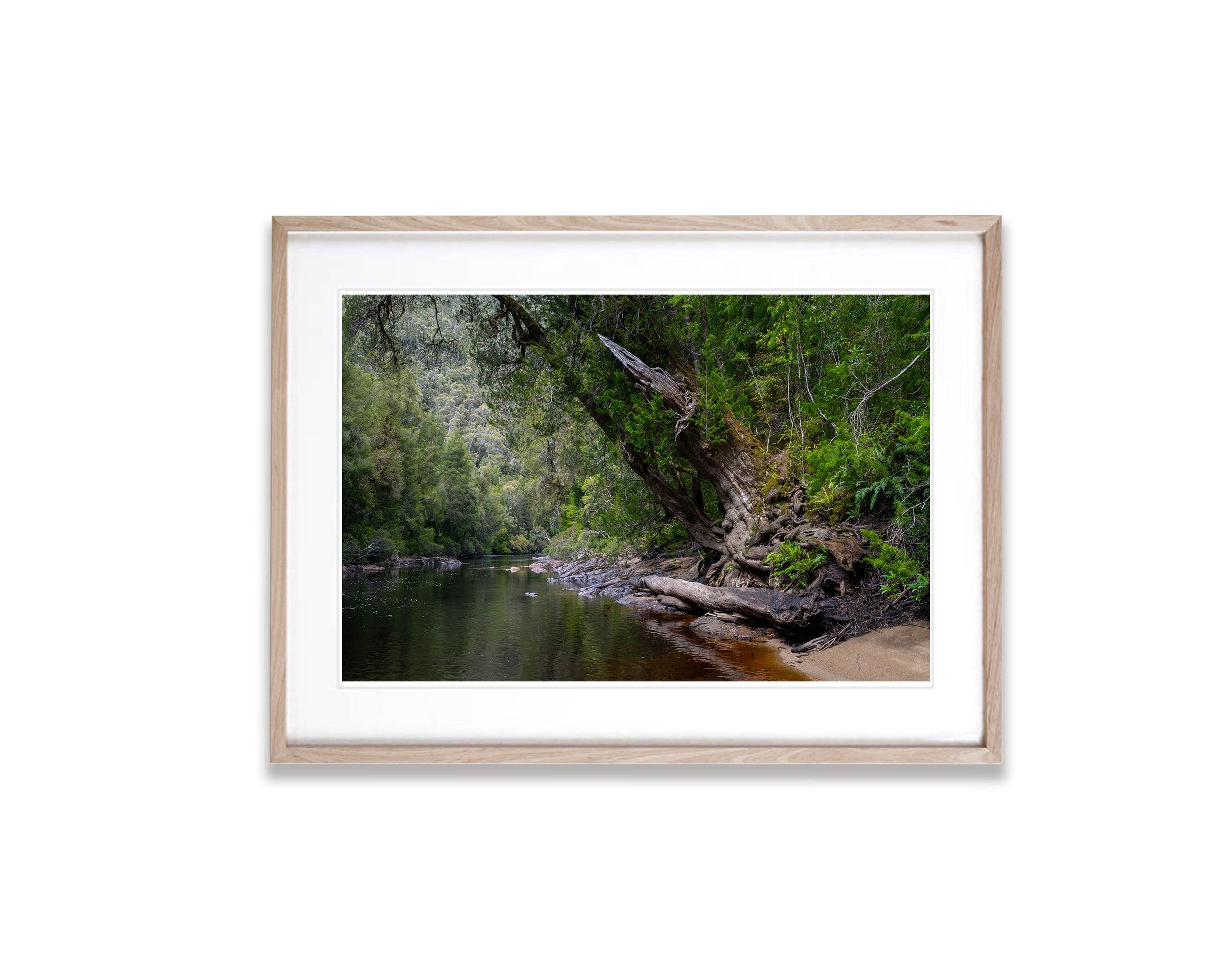 Huon Pine, Franklin River, Tasmania