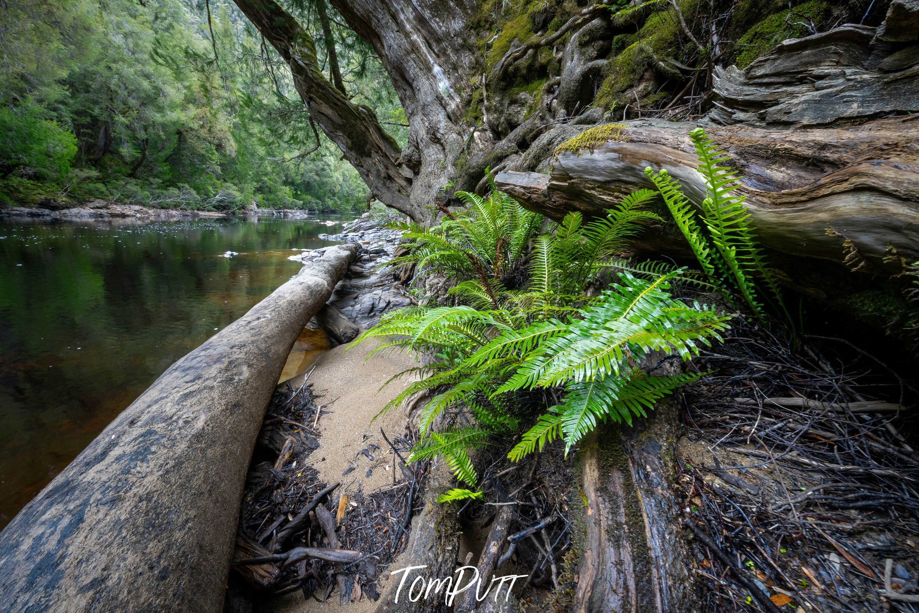 Ferns, Franklin River, Tasmania