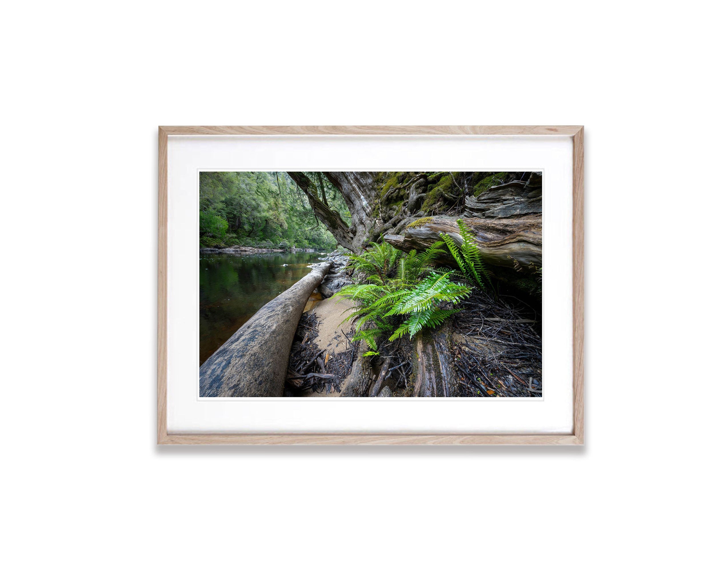 Ferns, Franklin River, Tasmania