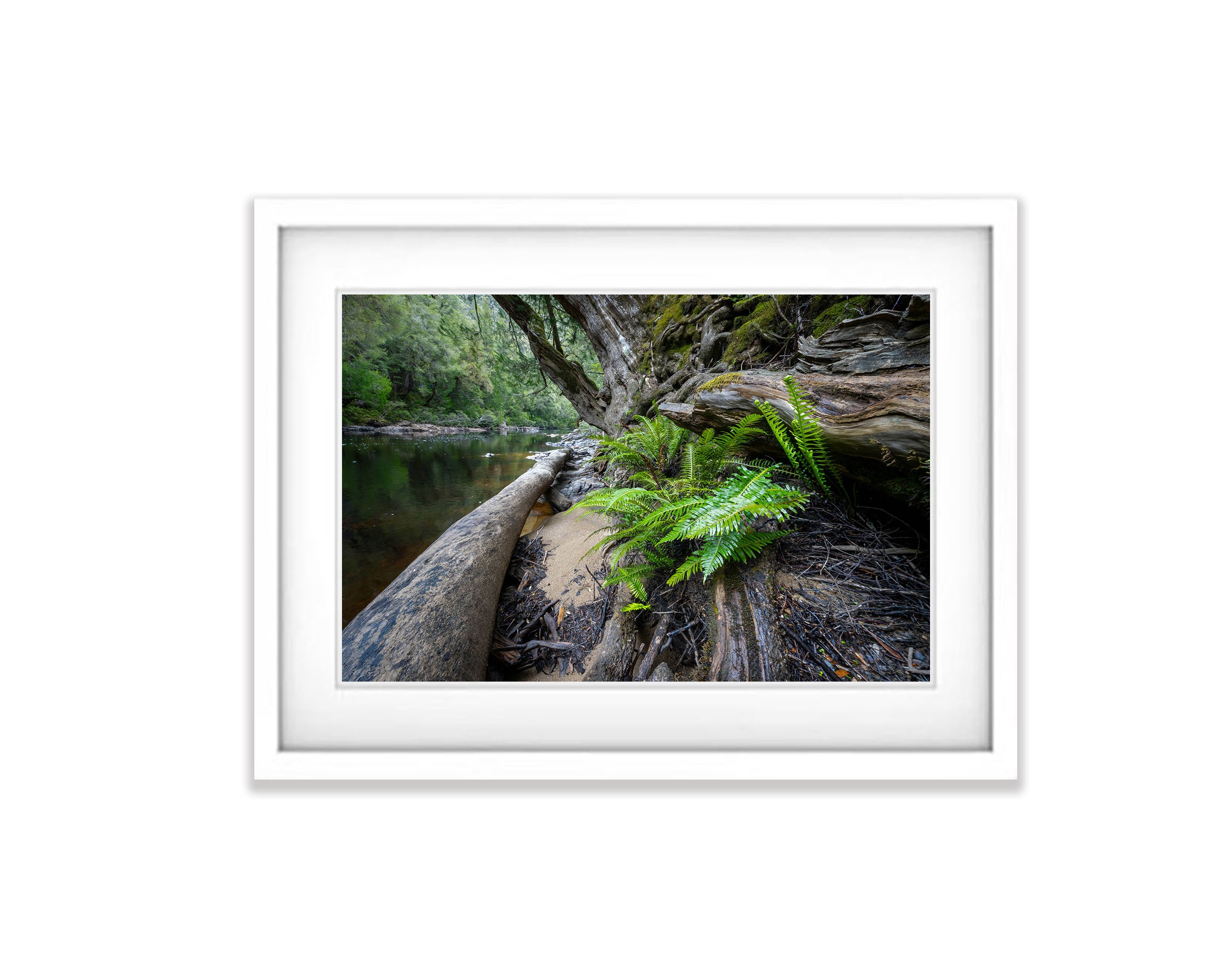 Ferns, Franklin River, Tasmania