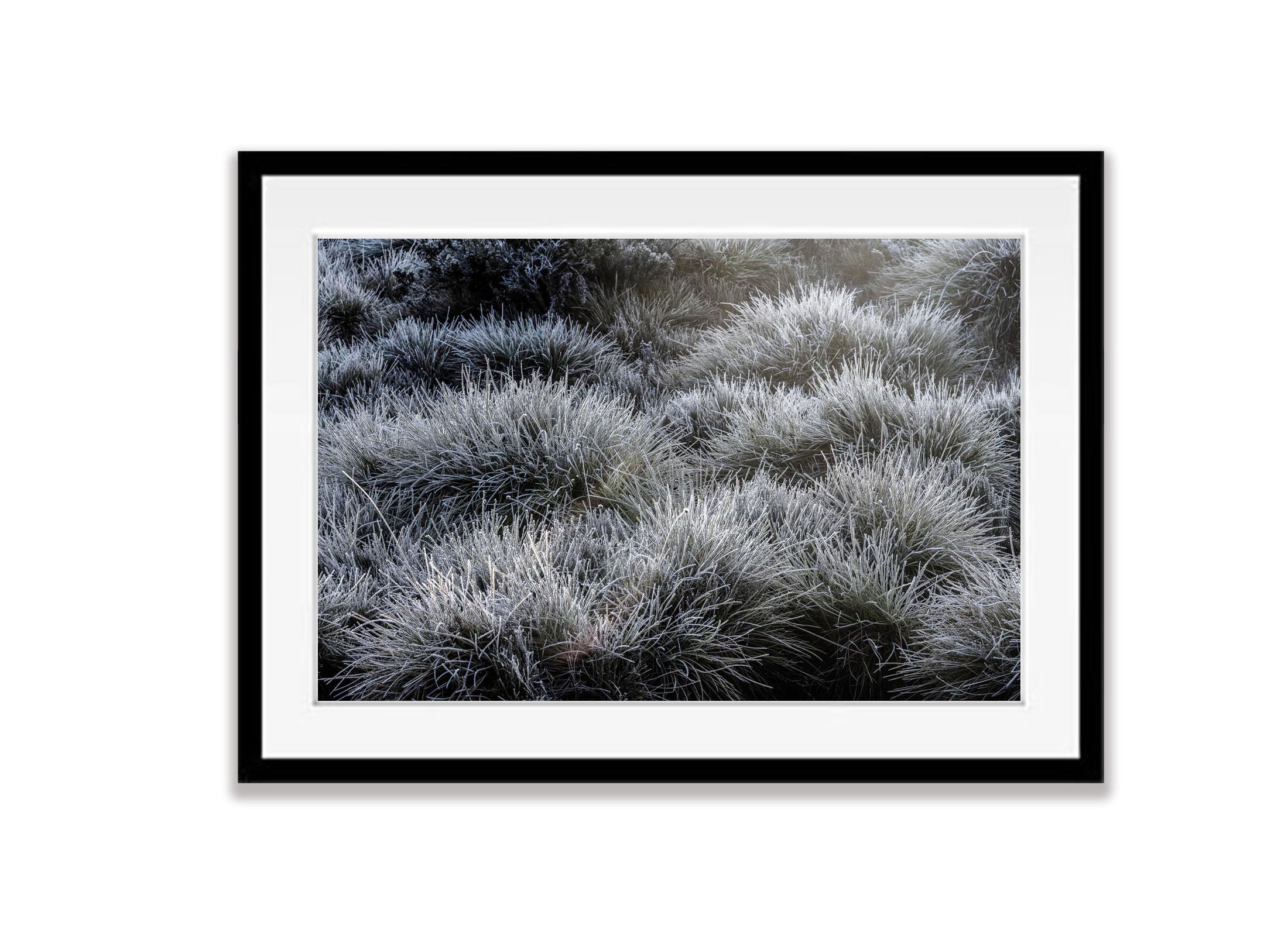Frosted Buttongrass, Cradle Mountain, Tasmania