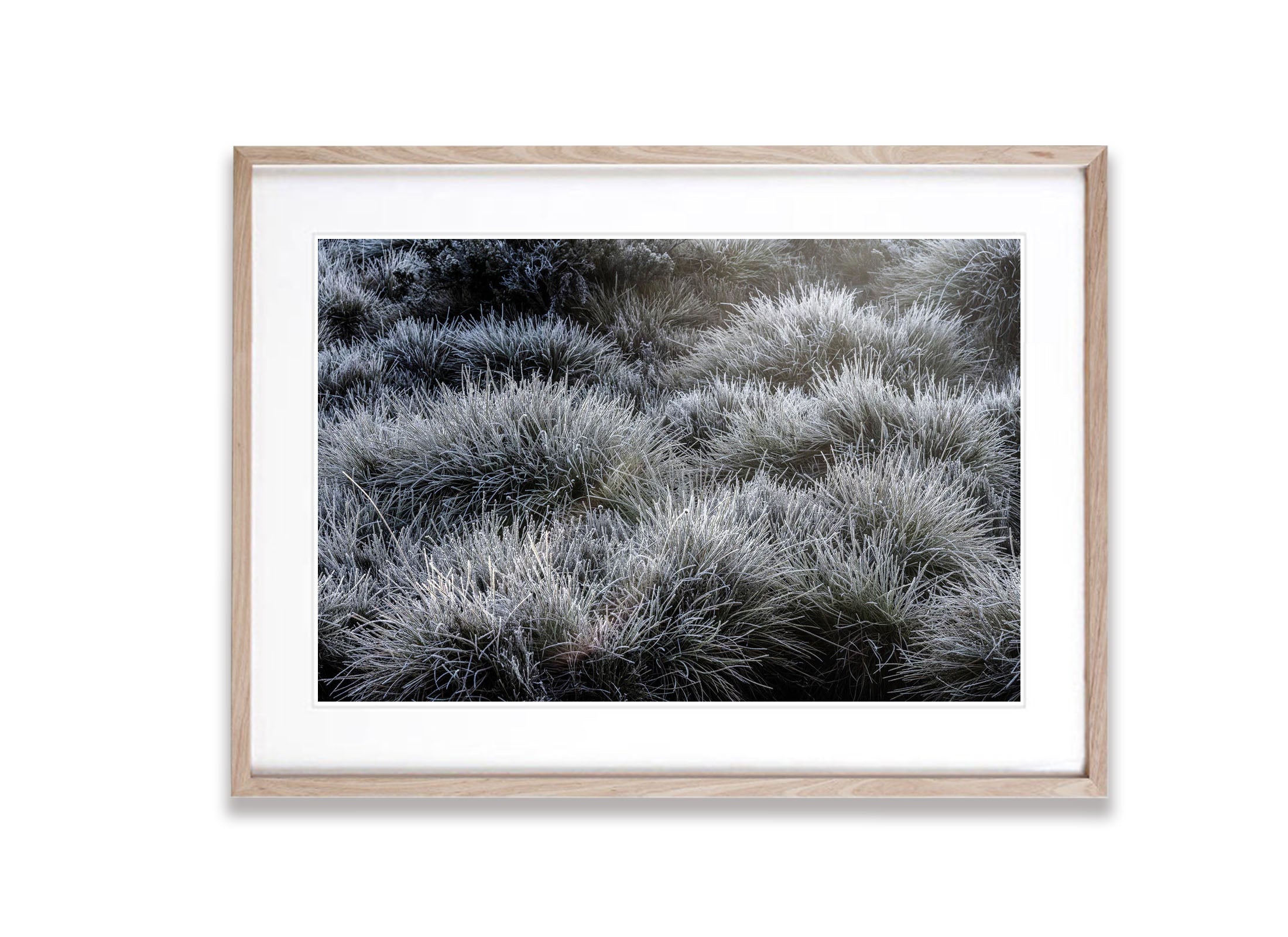 Frosted Buttongrass, Cradle Mountain, Tasmania