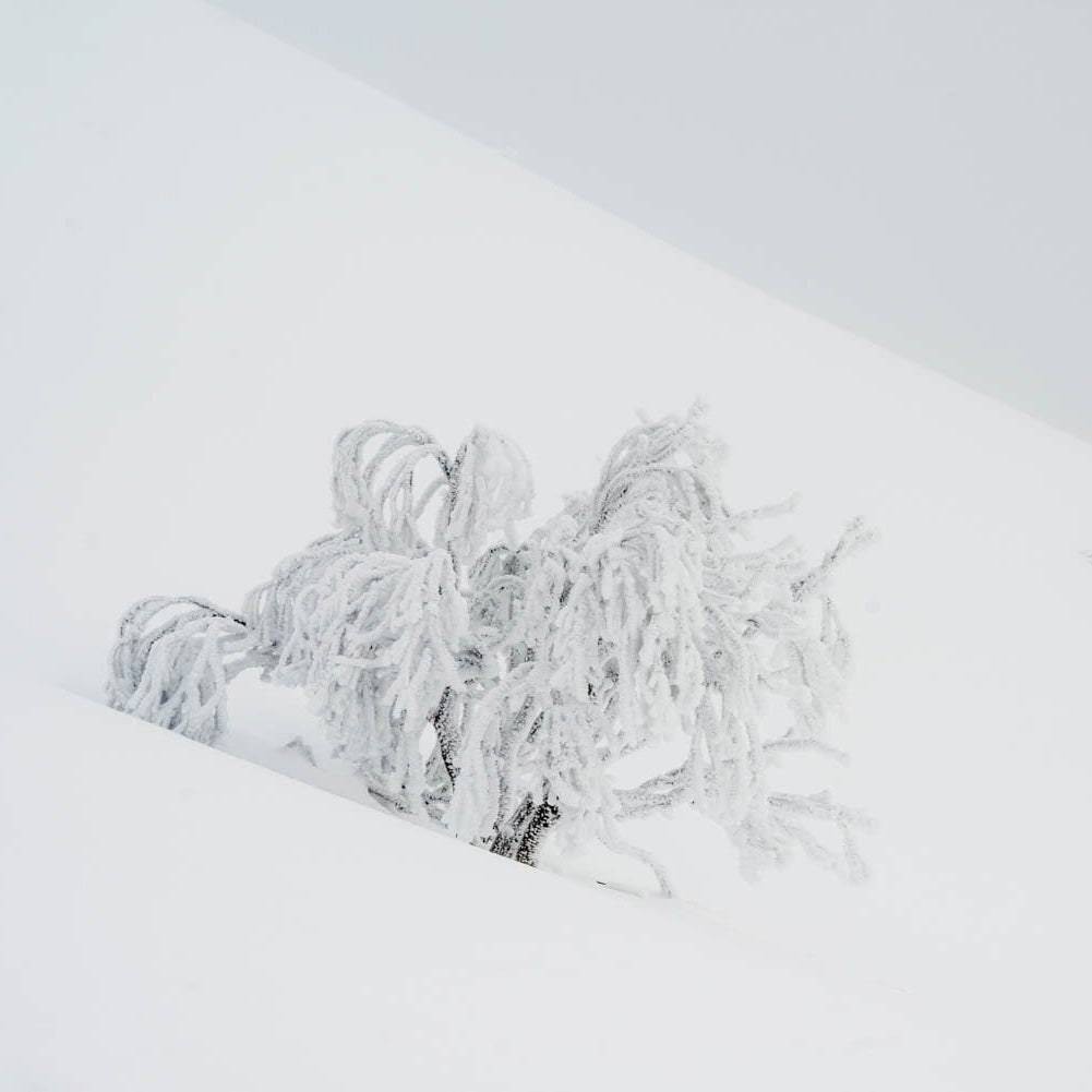 ARTWORK INSTOCK - Frozen Snow Gums, Mount Hotham, VIC - 100x100cms Canvas White Frame