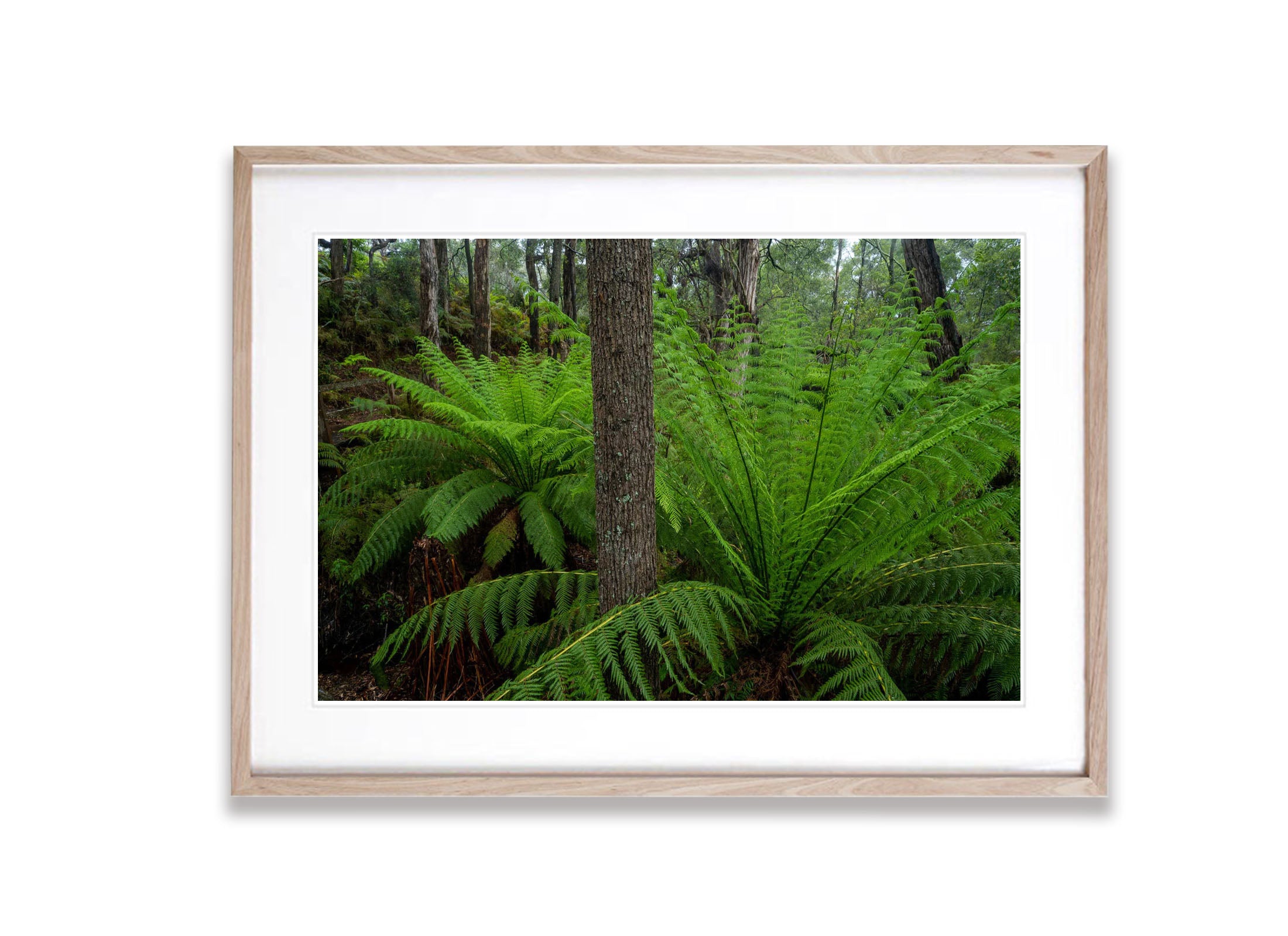 Giant Ferns, Green's Bush, Mornington Peninsula