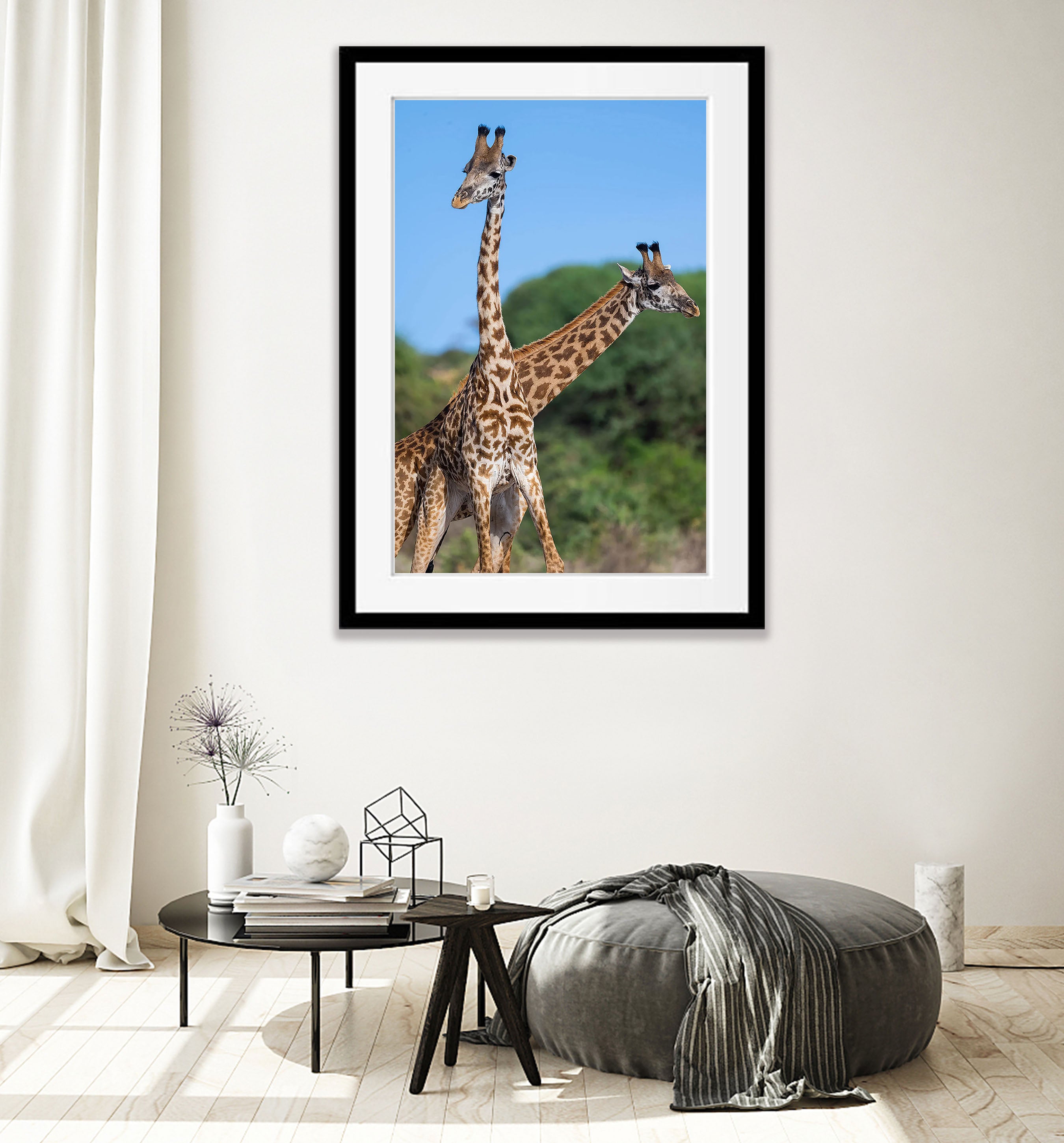Giraffe, Tanzania
