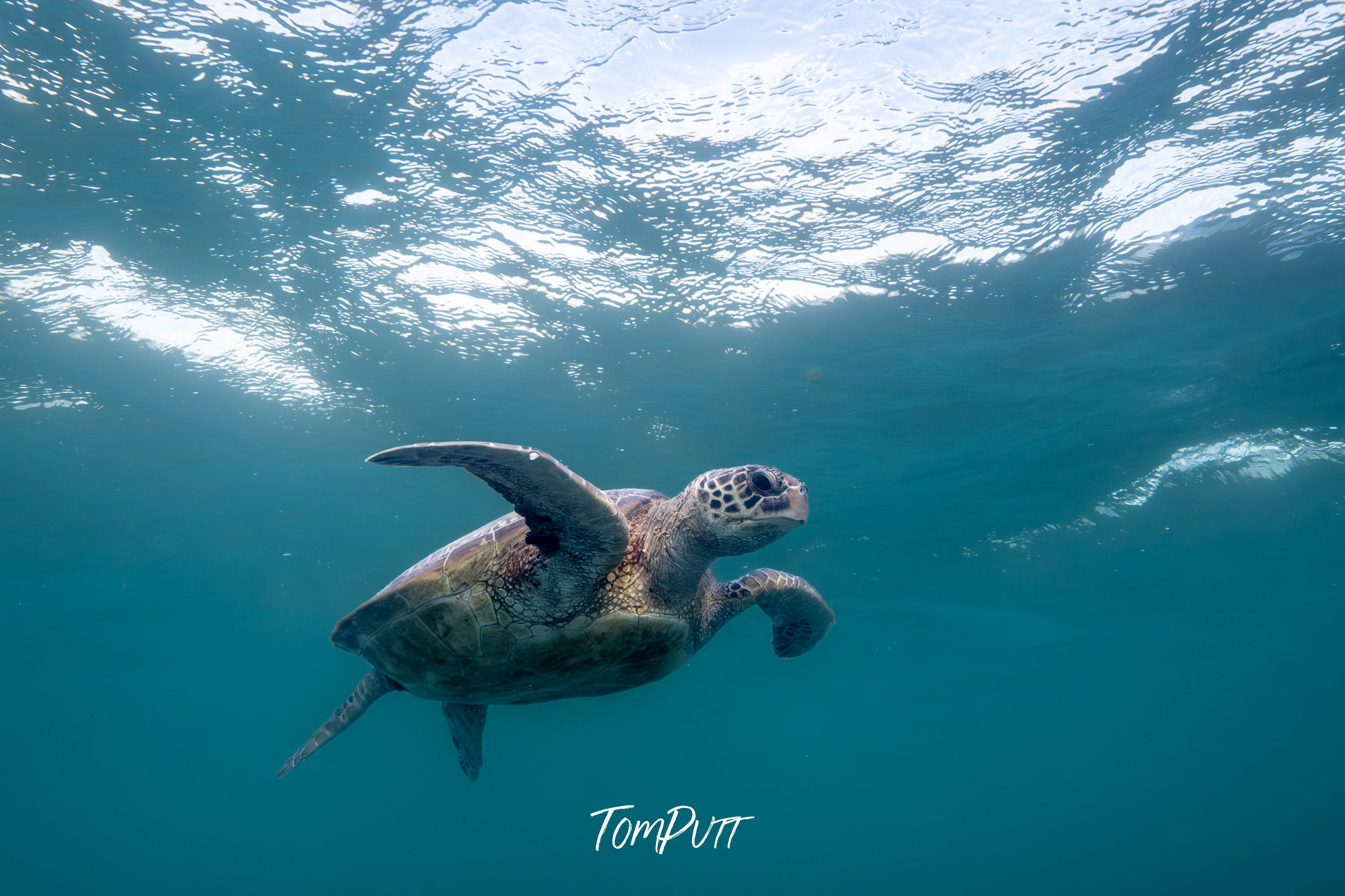 Turtle Determination