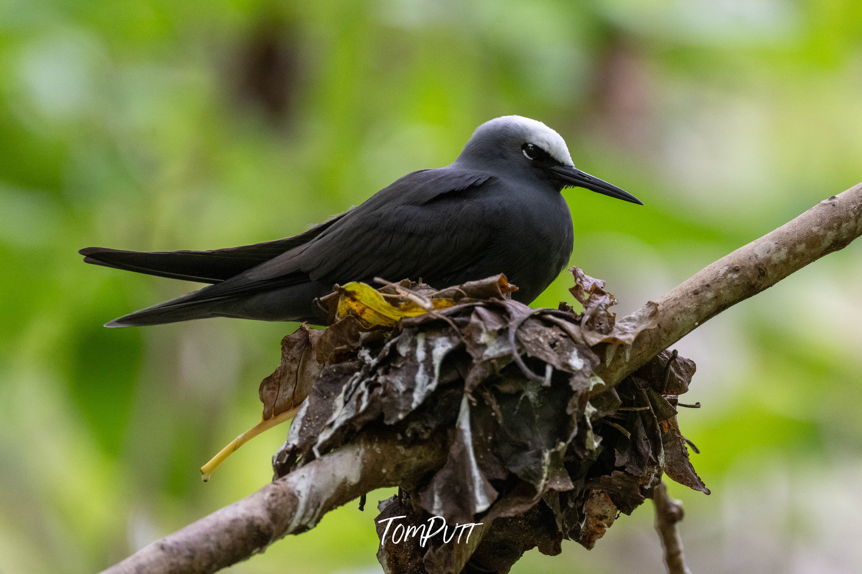 Heron Island Nesting: Black Noddy