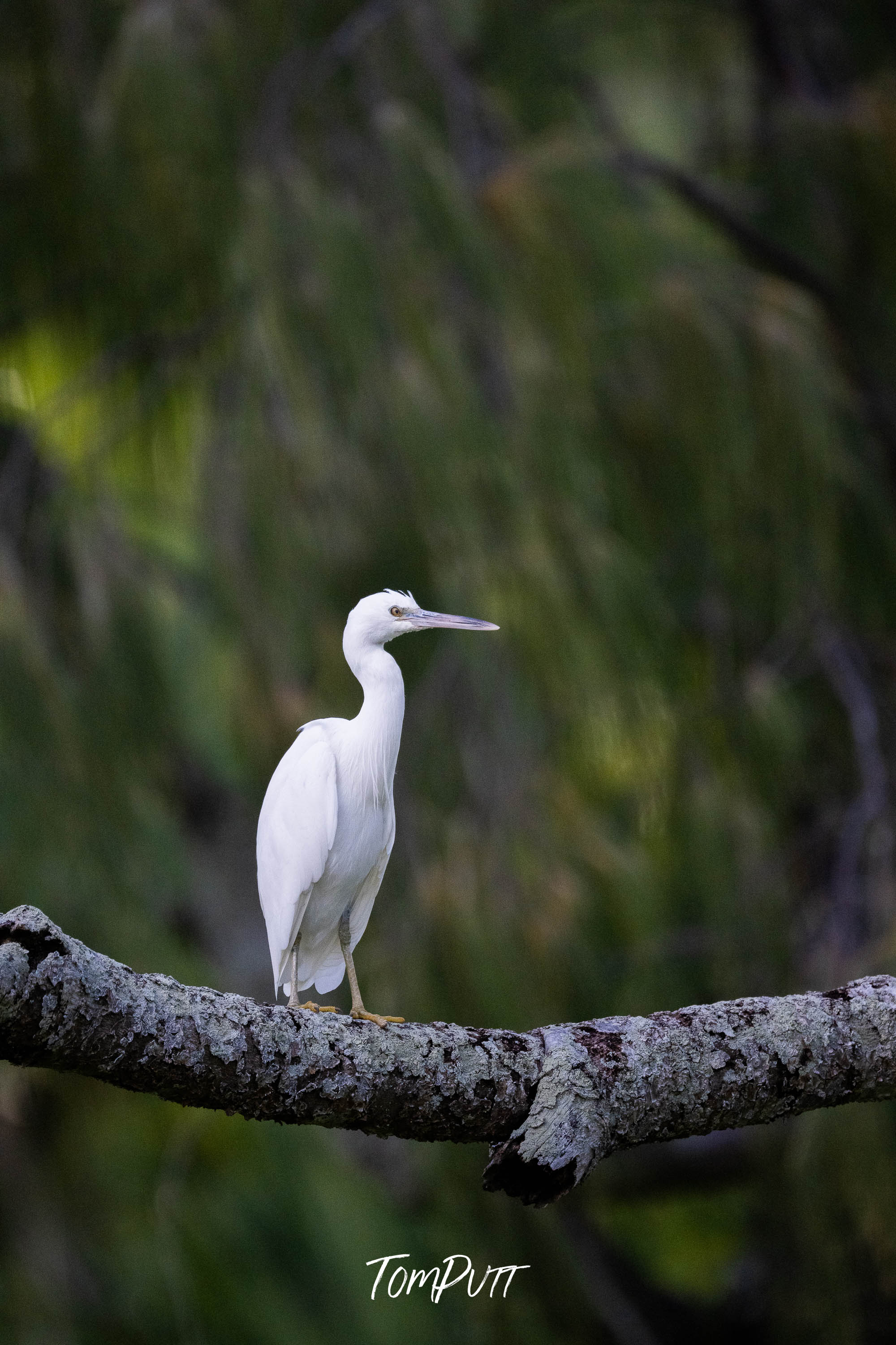 Graceful Perch: Heron Island