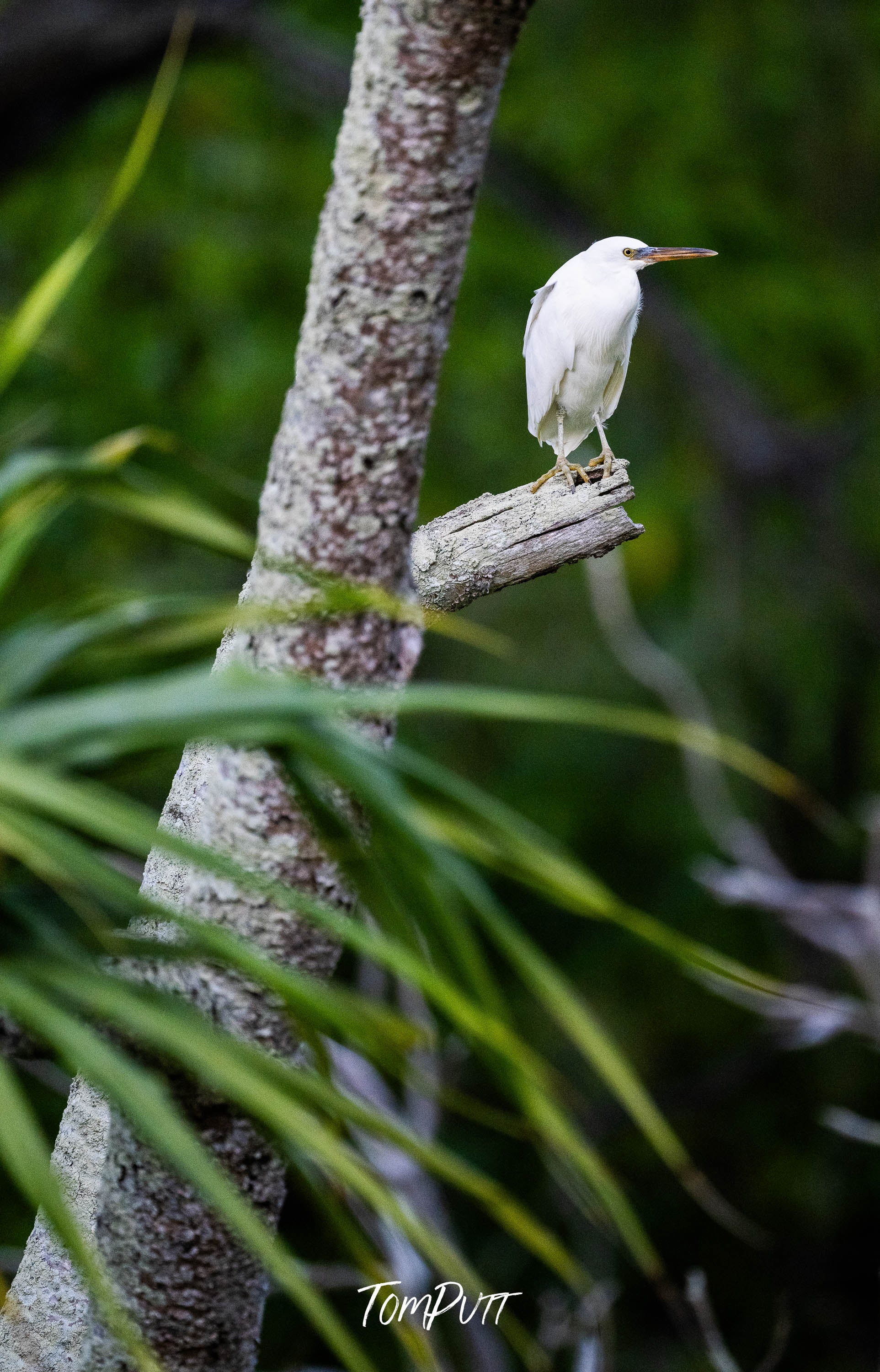 Heron Island Lookout