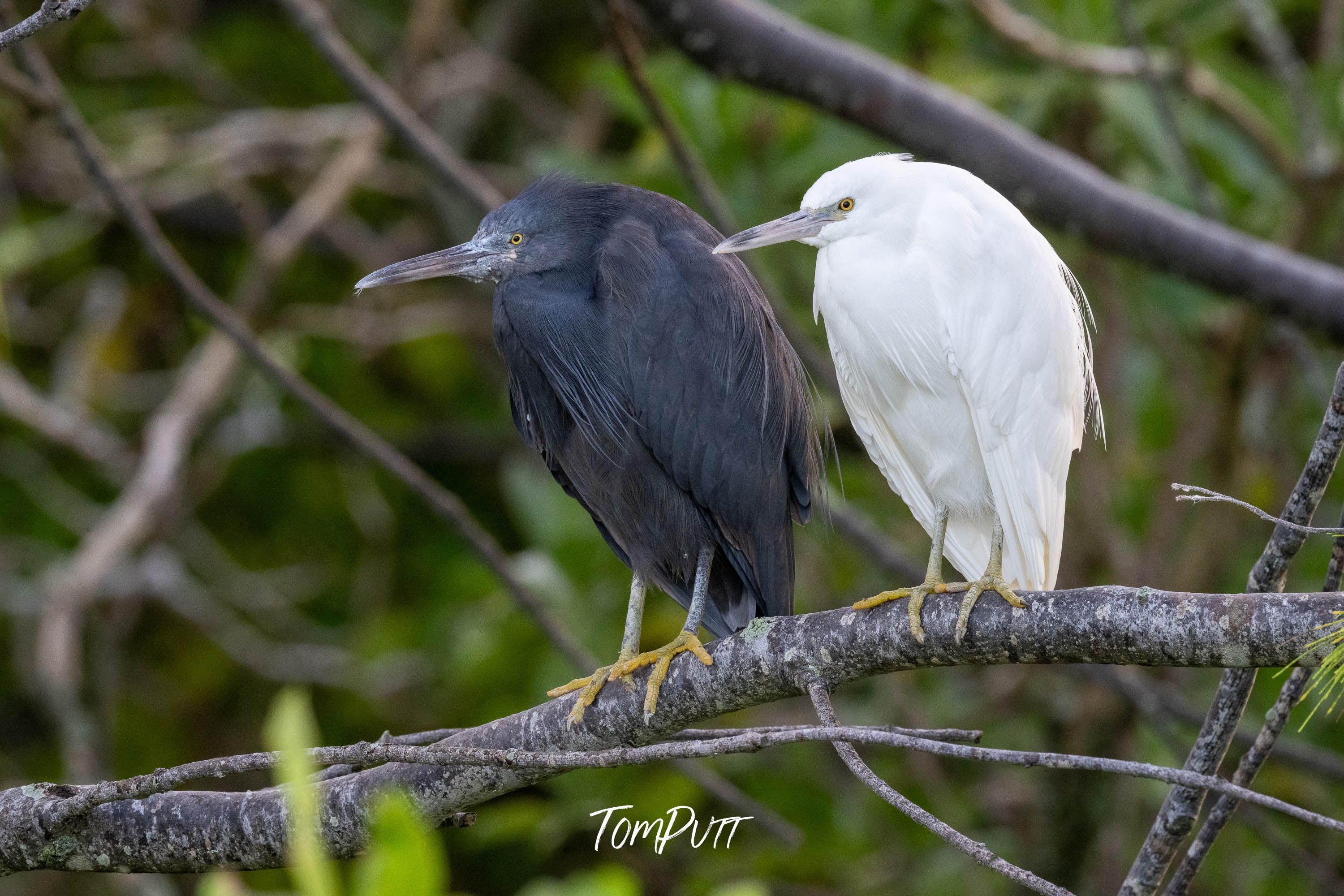 Heron Island Harmony