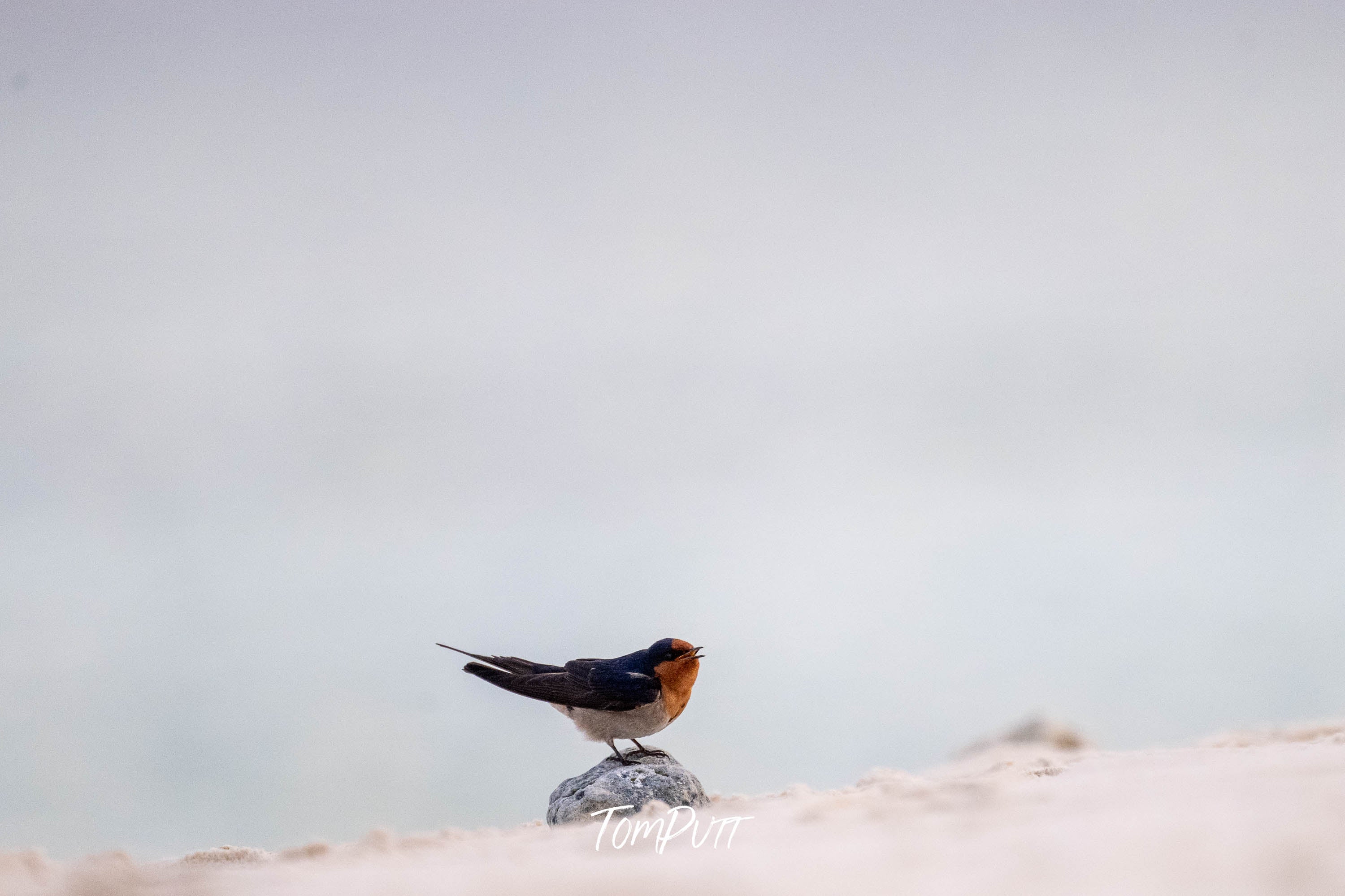 Heron Island Soloist