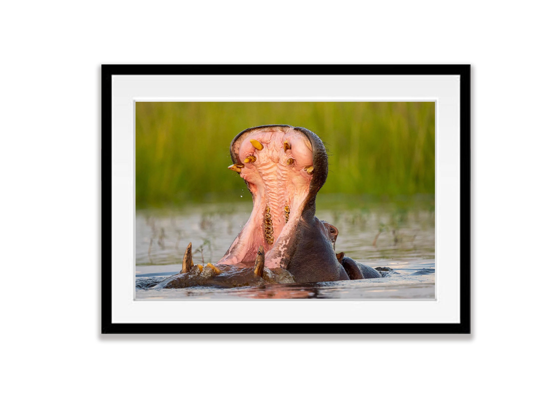 Hippo Yawning, Chobe River, Botswana