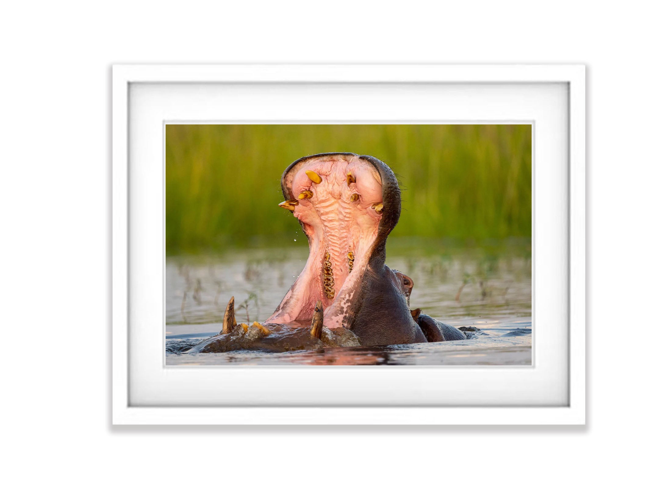 Hippo Yawning, Chobe River, Botswana
