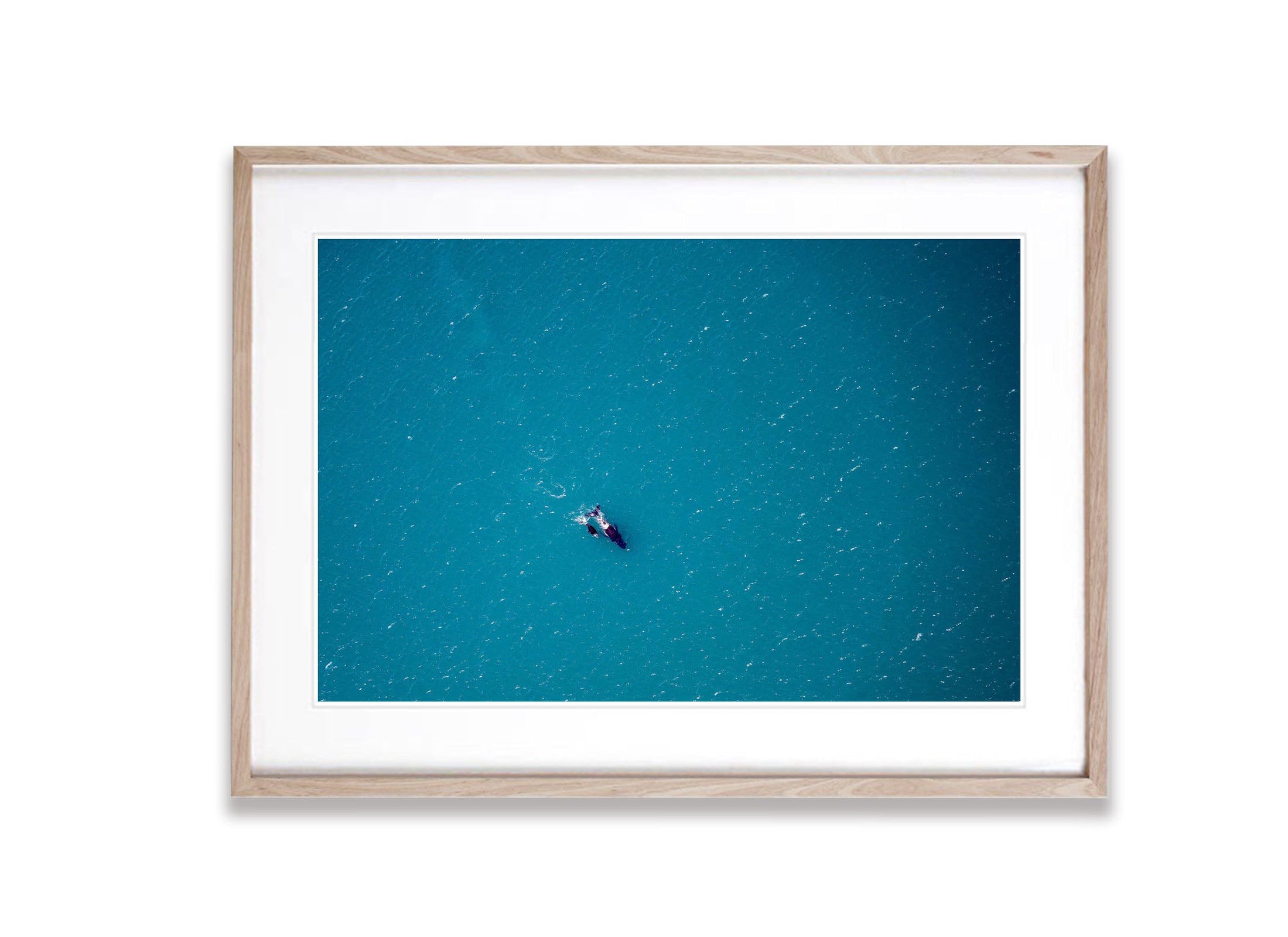 Humpbacks, Shark Bay, WA Aerial