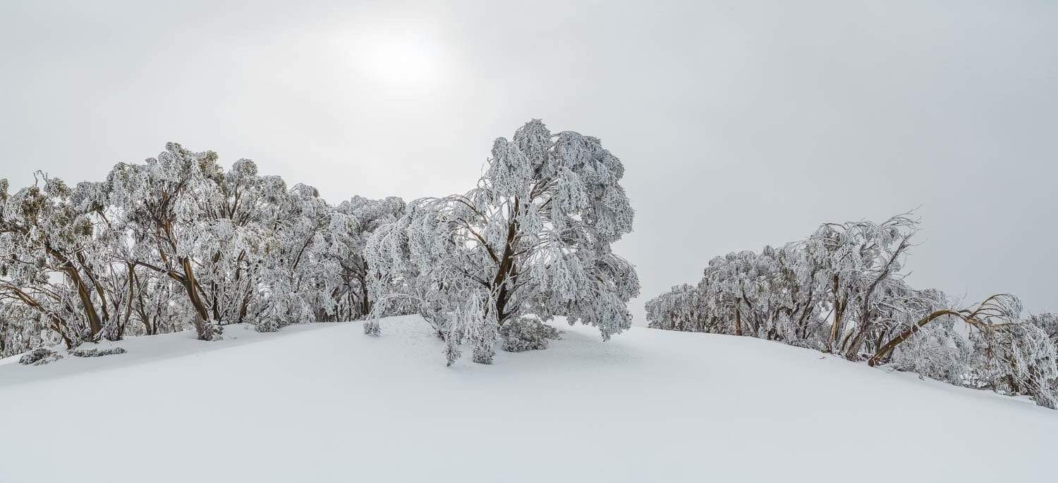 Snow Gum, Mount Baw Baw-Tom-Putt-Landscape-Prints