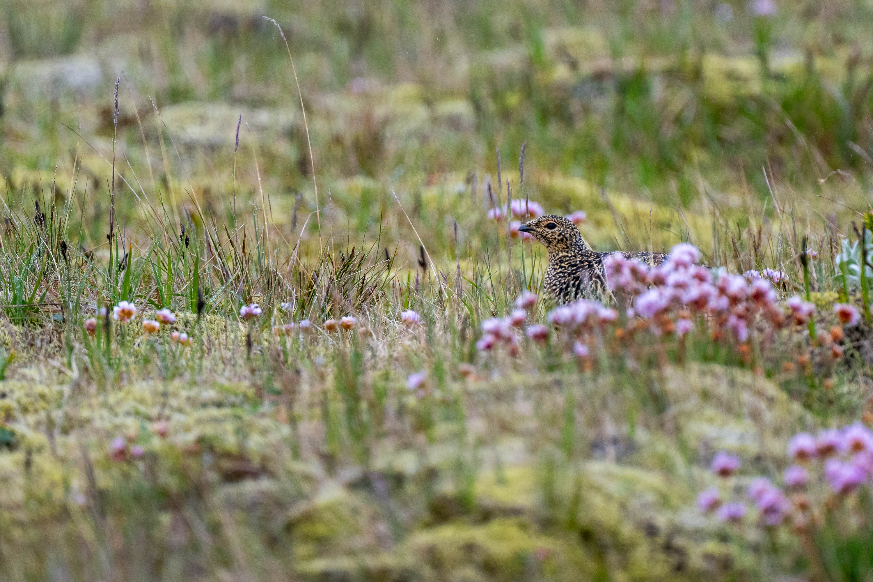 Shy. Rock Ptarmigan