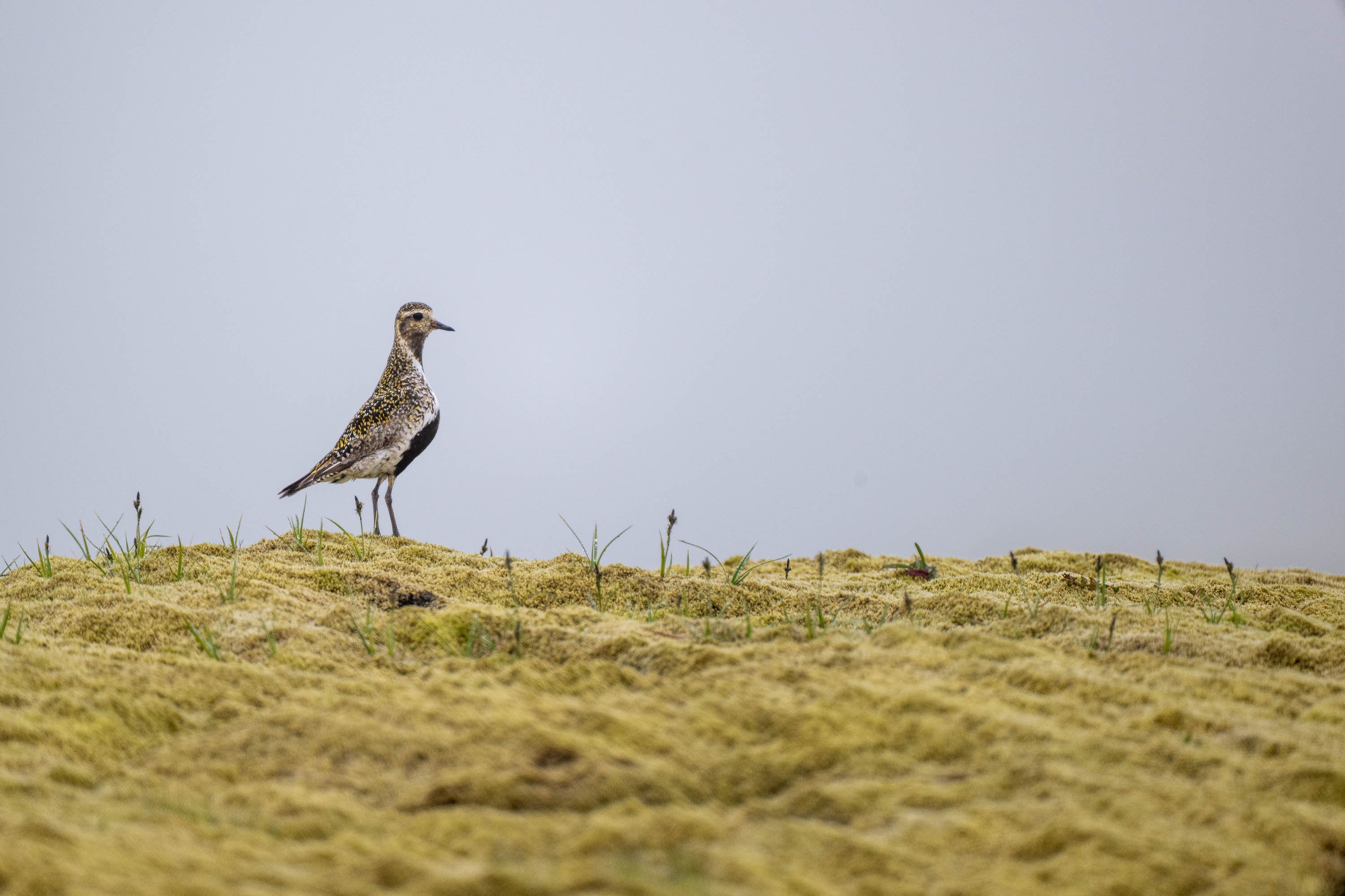 Vigilant Golden Plover