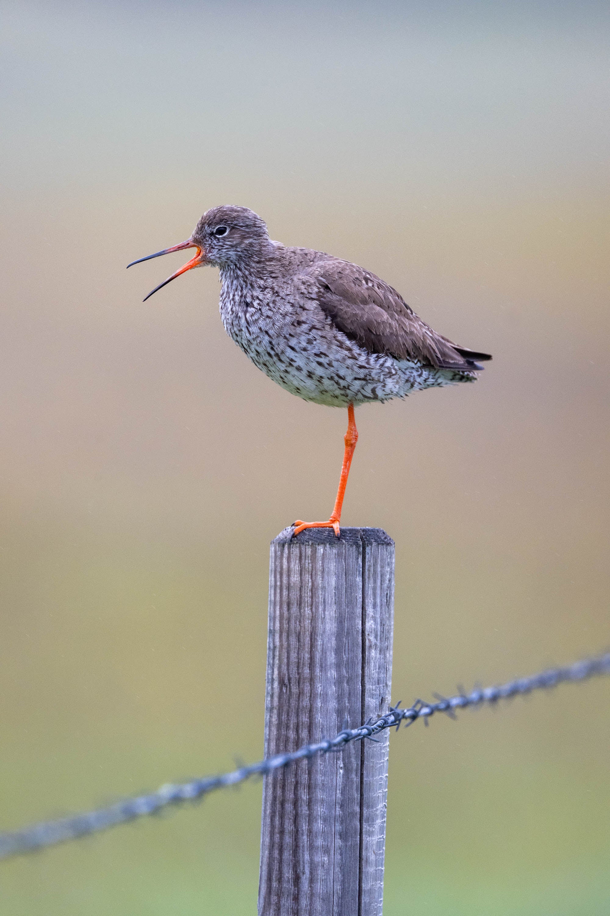 Highland Call. Redshank